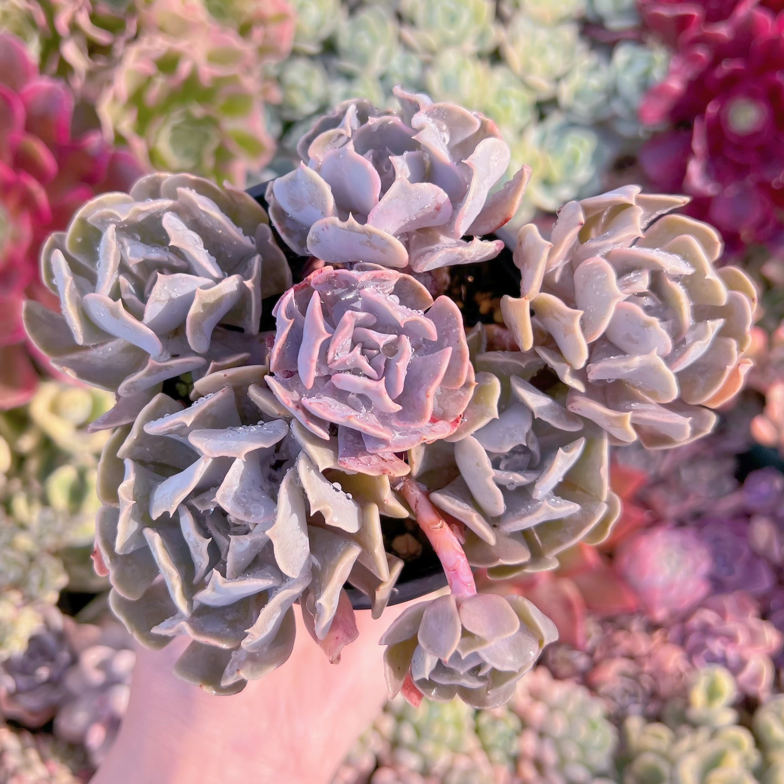 現品　スワンレイク#666　新入荷