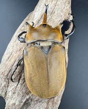 即ブリ《エレファスゾウカブト 114mm B品ペア》