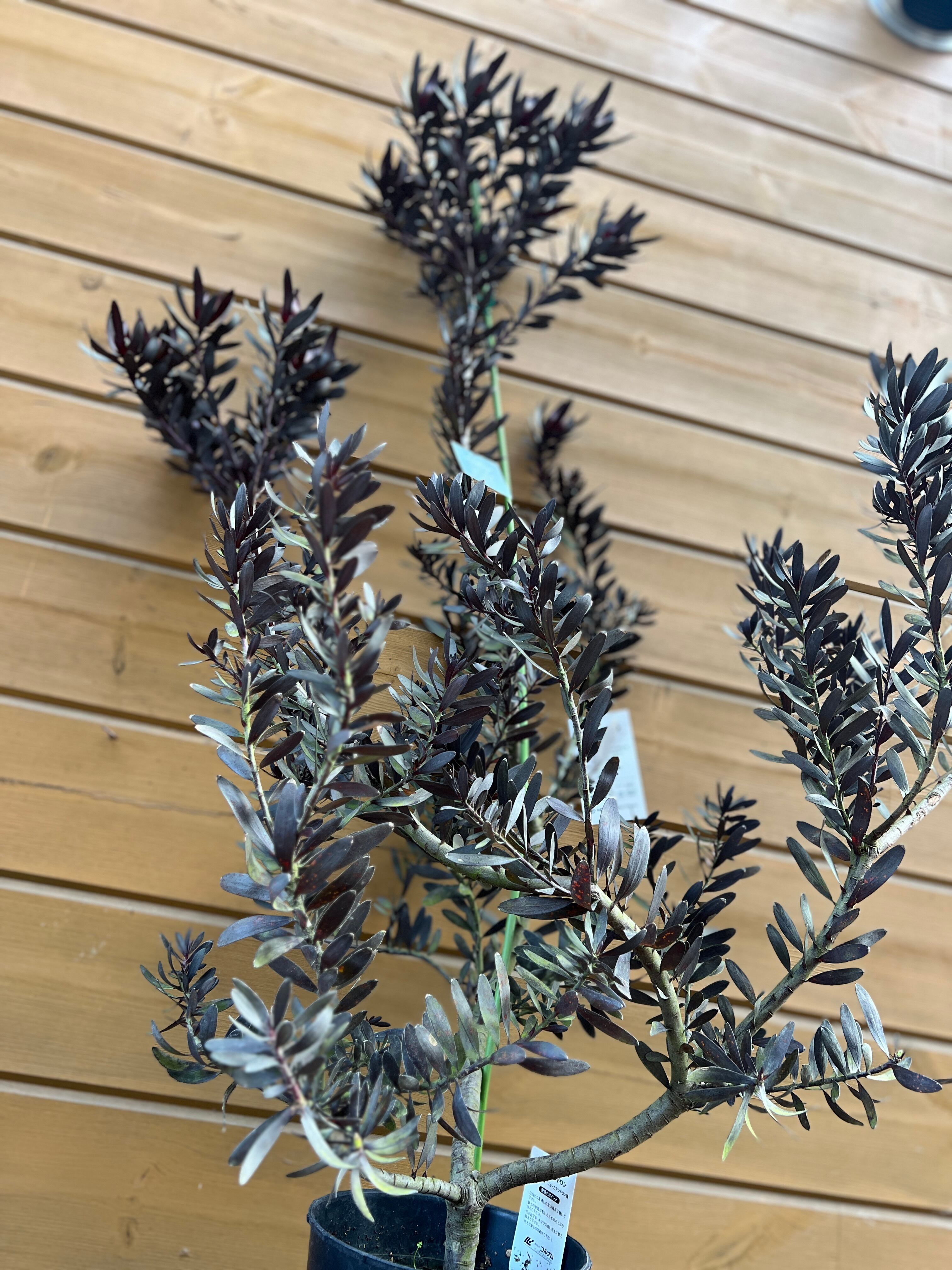 リューカデンドロン デュリフ | 沼ノ上農園