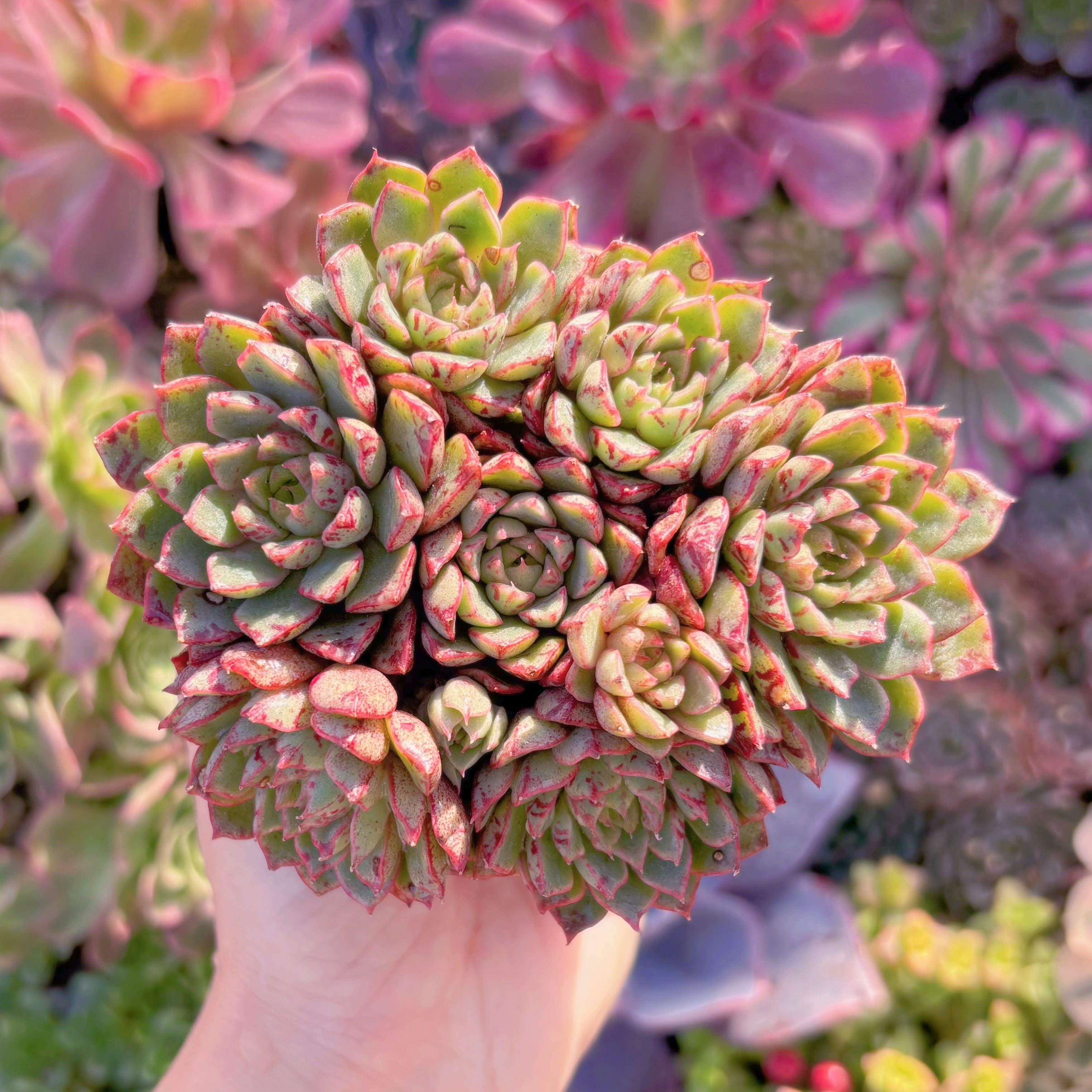 多肉植物　ブロ－ドスワロ－　群生　新入荷　るる農園