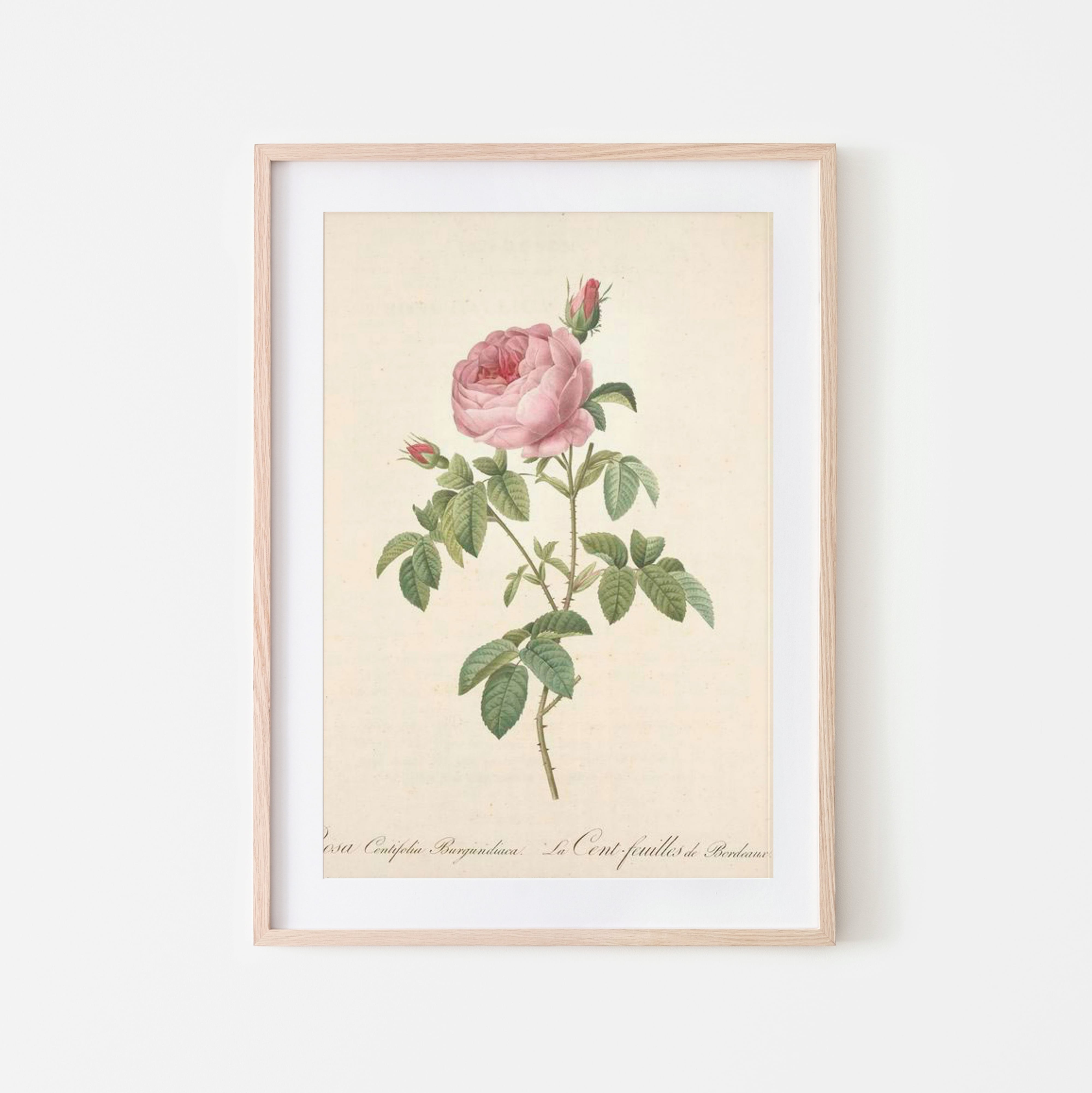 ルドゥーテの薔薇のボタニカルアート 20枚ダウンロードセット