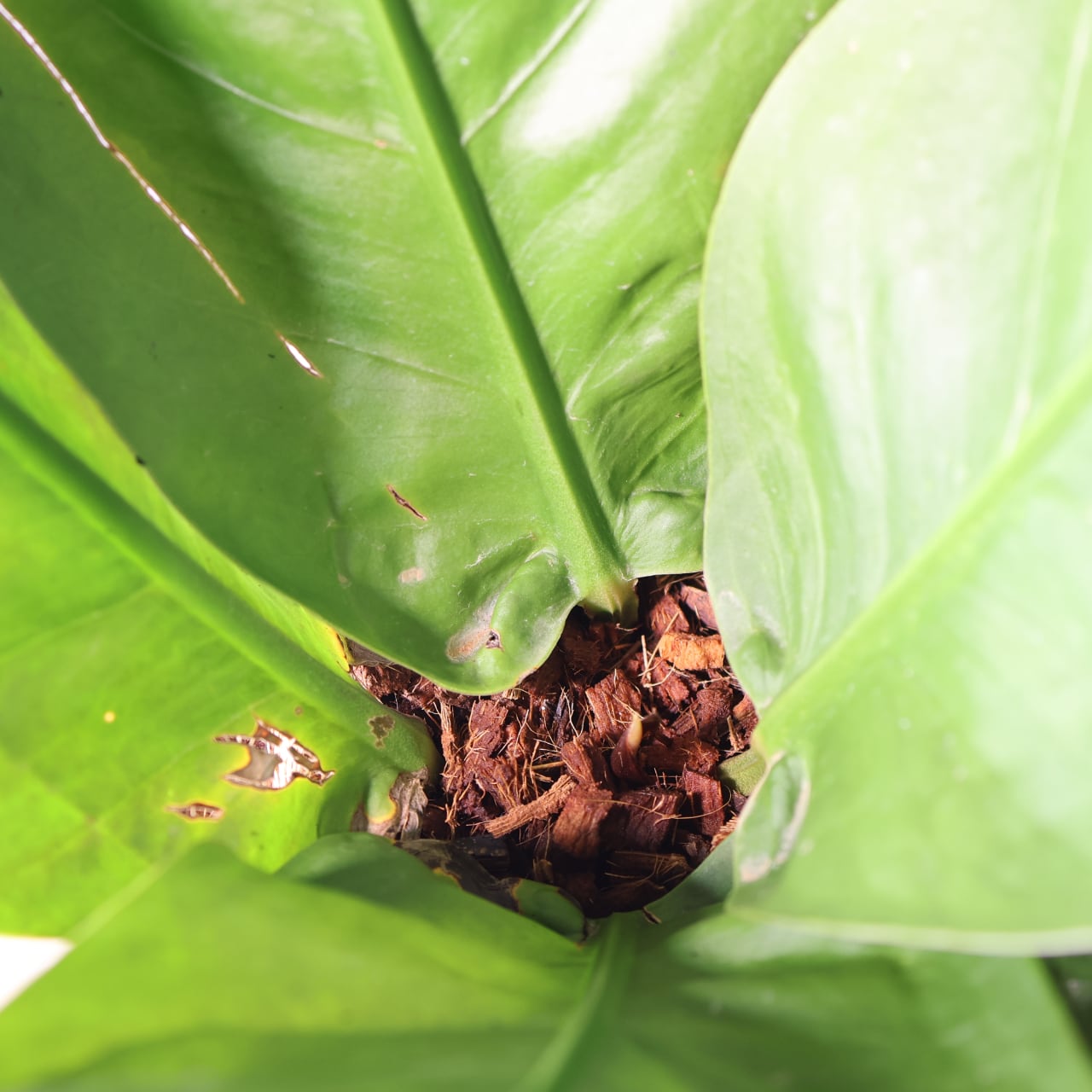 424 圧倒的存在感『アンスリウム スーパーバム ジャイアント』観葉植物