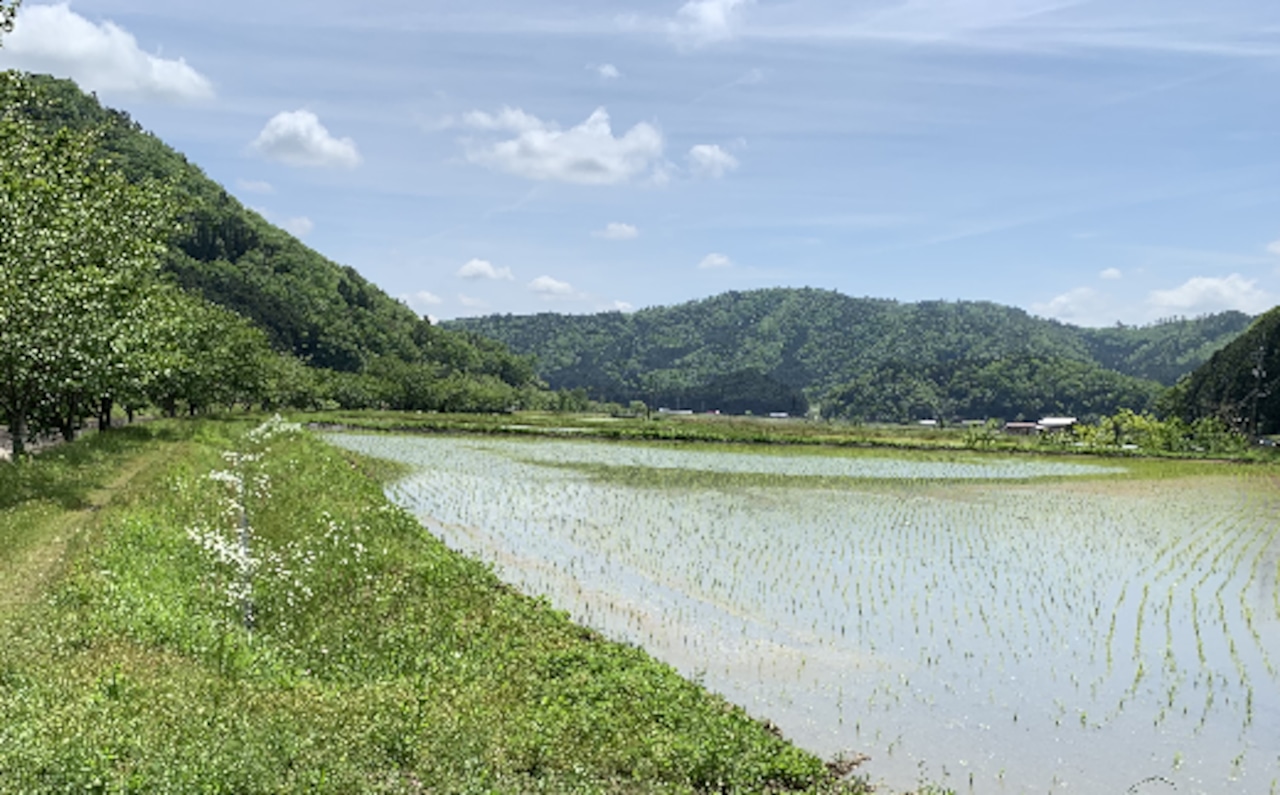2024 新米)丹波篠山産 コシヒカリ 特別栽培米 2kg × 3 2024 新米)丹波篠山産 コシヒカリ 特別栽培米 2kg × 3