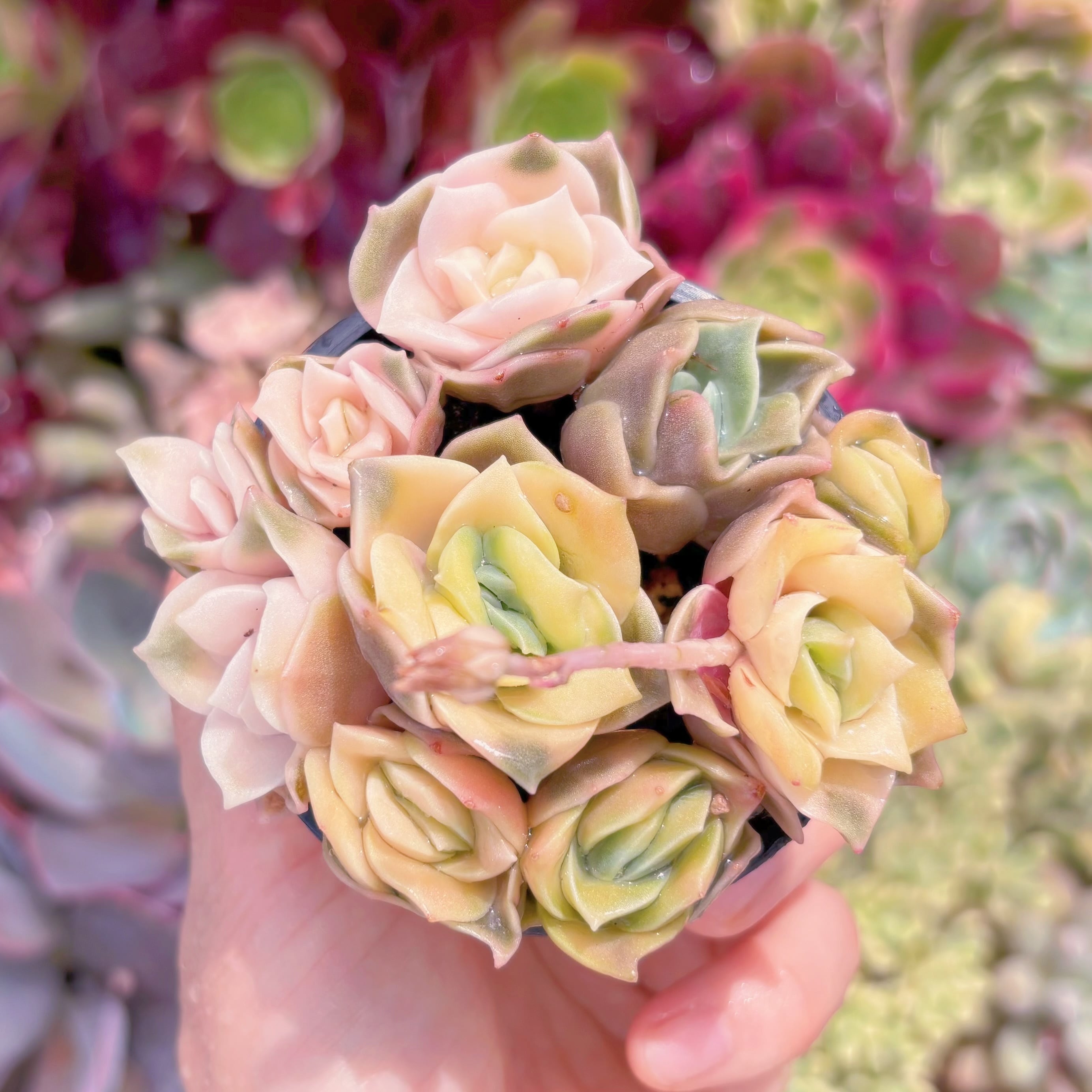 現品　ラブリーローズ錦#239　るる農園