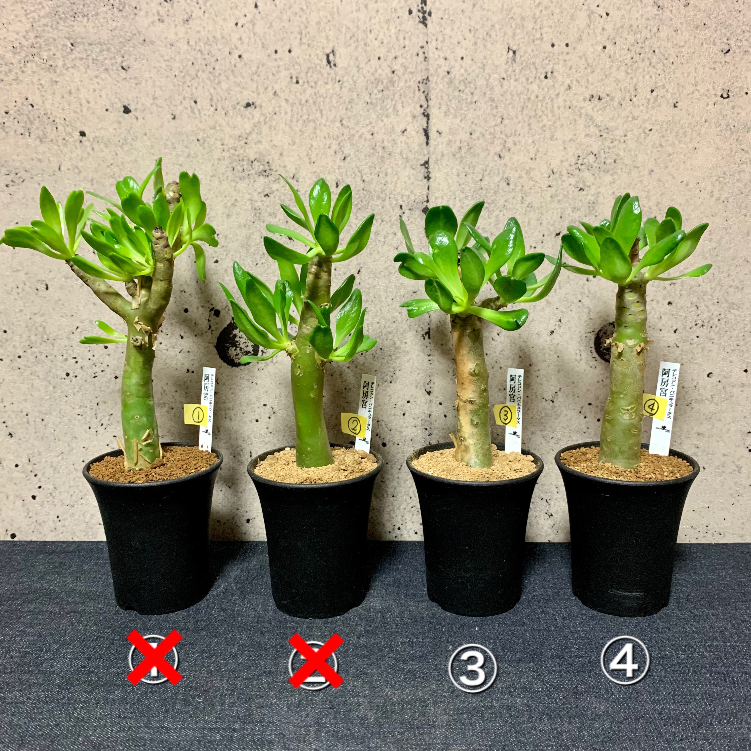 極太 チレコドン パニクラーツス 阿房宮 冬型コーデックス 塊根植物