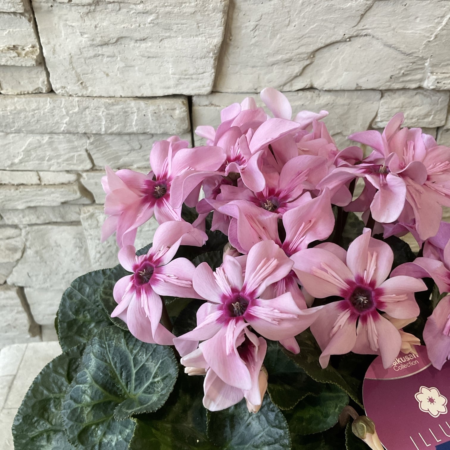 フリル咲きパンジー シエルブリエ 3.5寸ポット | 橋本種苗園