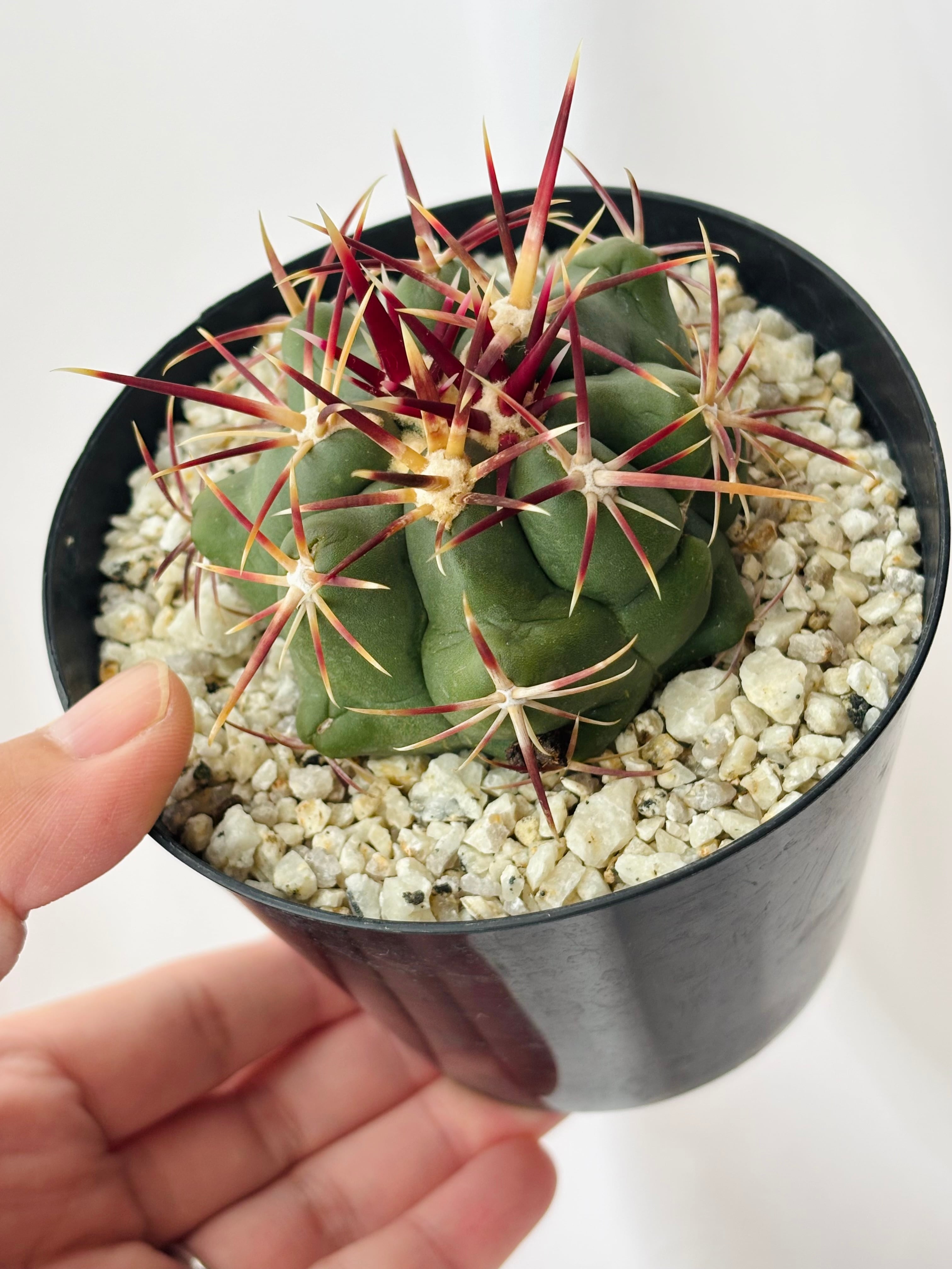 Theiocactus heteromus テロカクタス 紅鷹 サボテン | plants MARU