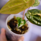 Anthurium (Papililaminum variegated × Crystallinum marble) × (Dressleri × X-Ray)|実生アンスリウム|観葉植物