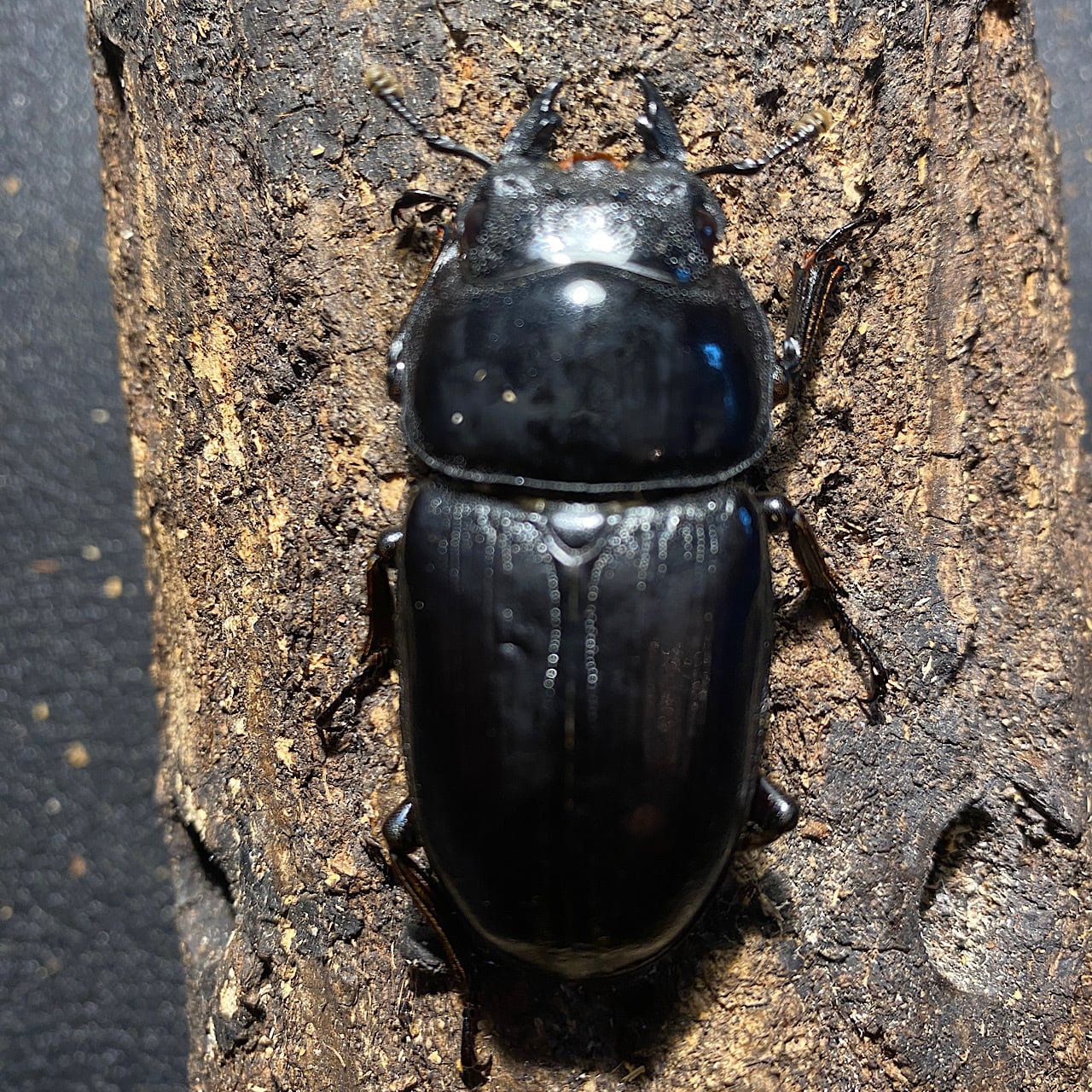 5】♂76mm国産オオクワガタ能勢YG血統 単品 大阪府能勢町産 | Pay ID