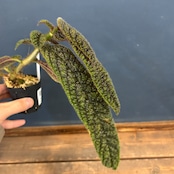 コルムネア prupreovittata【771】