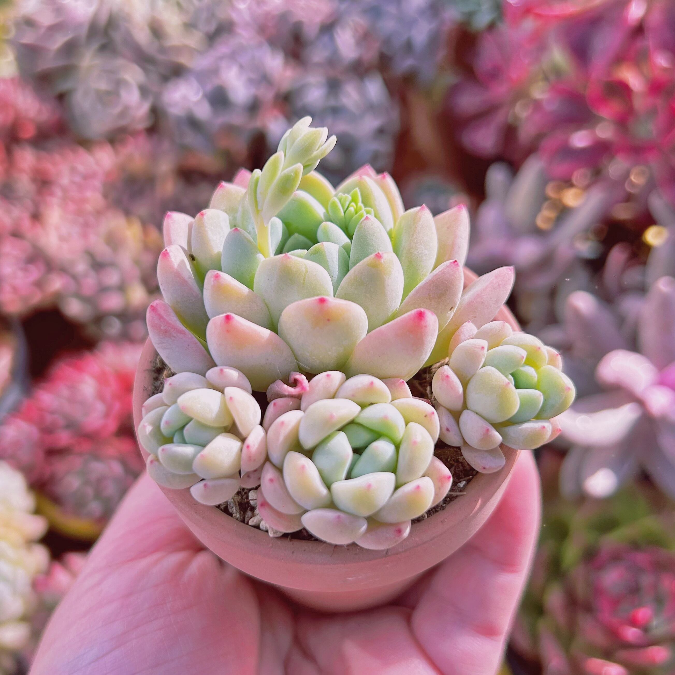 253現物 多肉植物 玉環 | るる農園~多肉植物専門 253現物 多肉植物 玉環 | るる農園~多肉植物専門