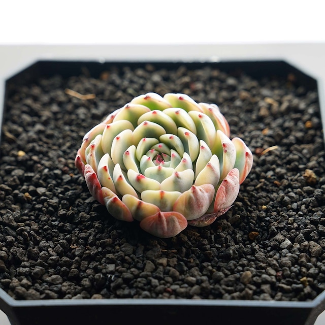 カット苗 ミニマ錦 子苗 Echeveria minima f.variegata