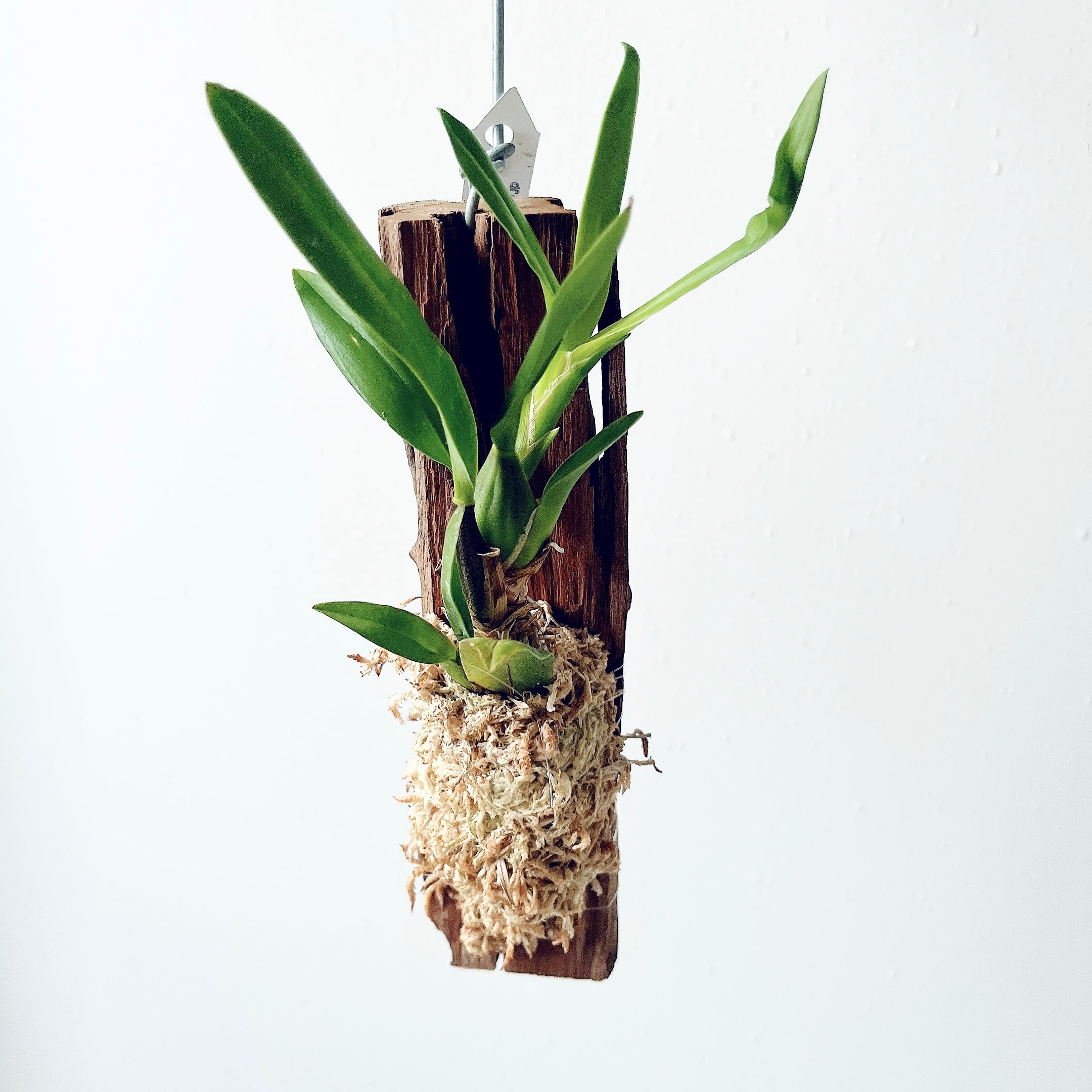 登録品種 ベンジャミン・スターライトビューティークイーン＊白斑が美しい 現品発送 登録品種 ベンジャミン・スターライトビューティークイーン