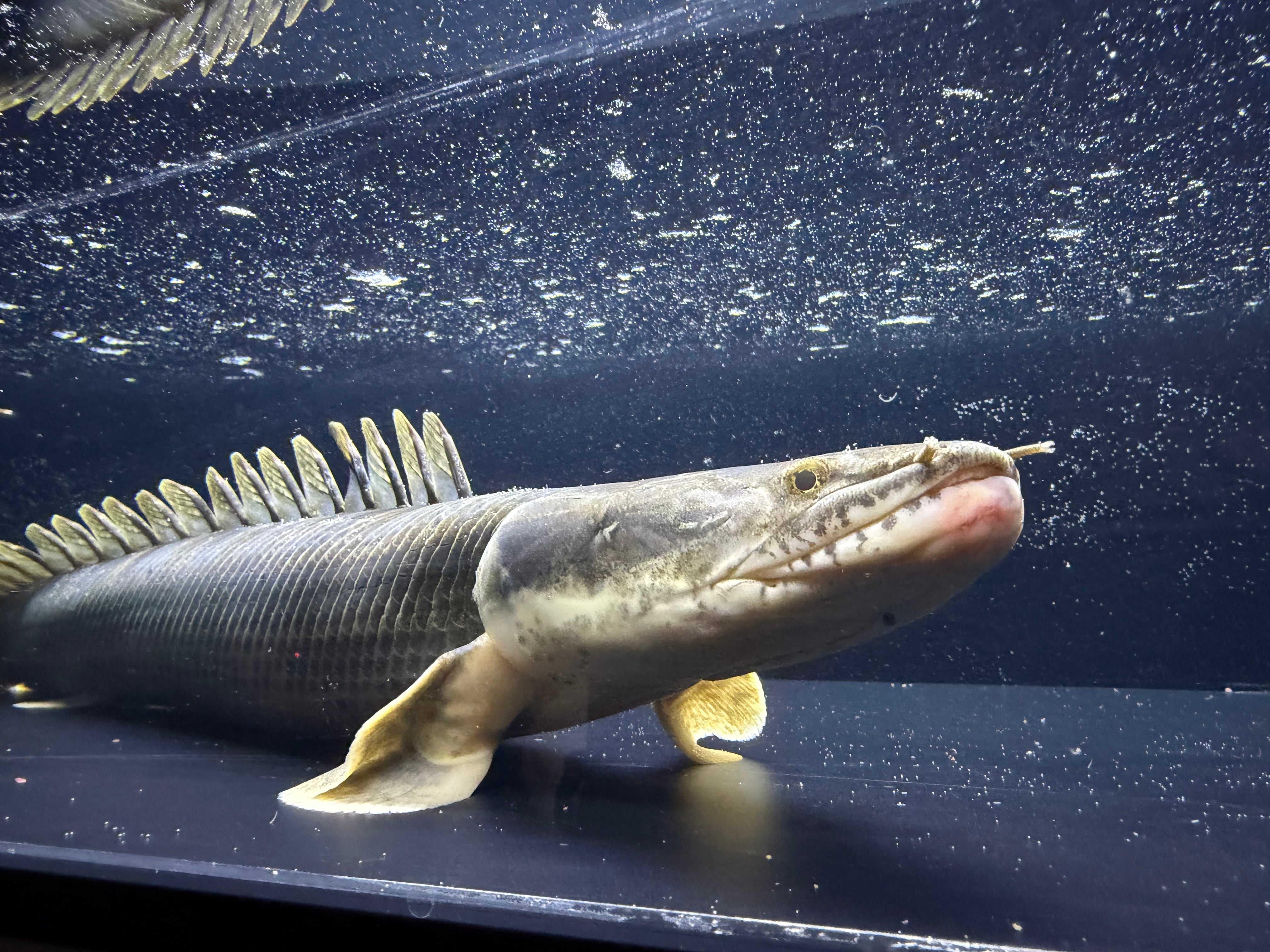 ALL ITEM | アフリカ熱帯魚専門店わいるどもん