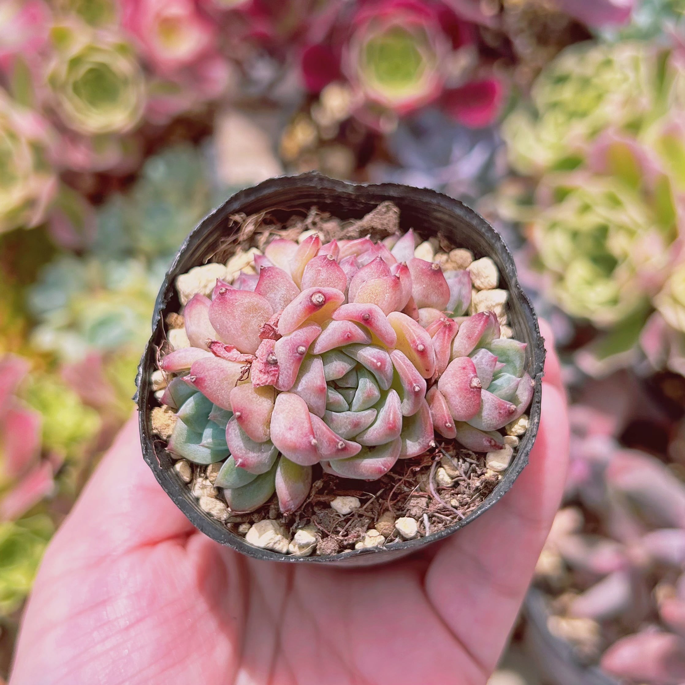 現物　多肉植物　ストロベリーソーダ