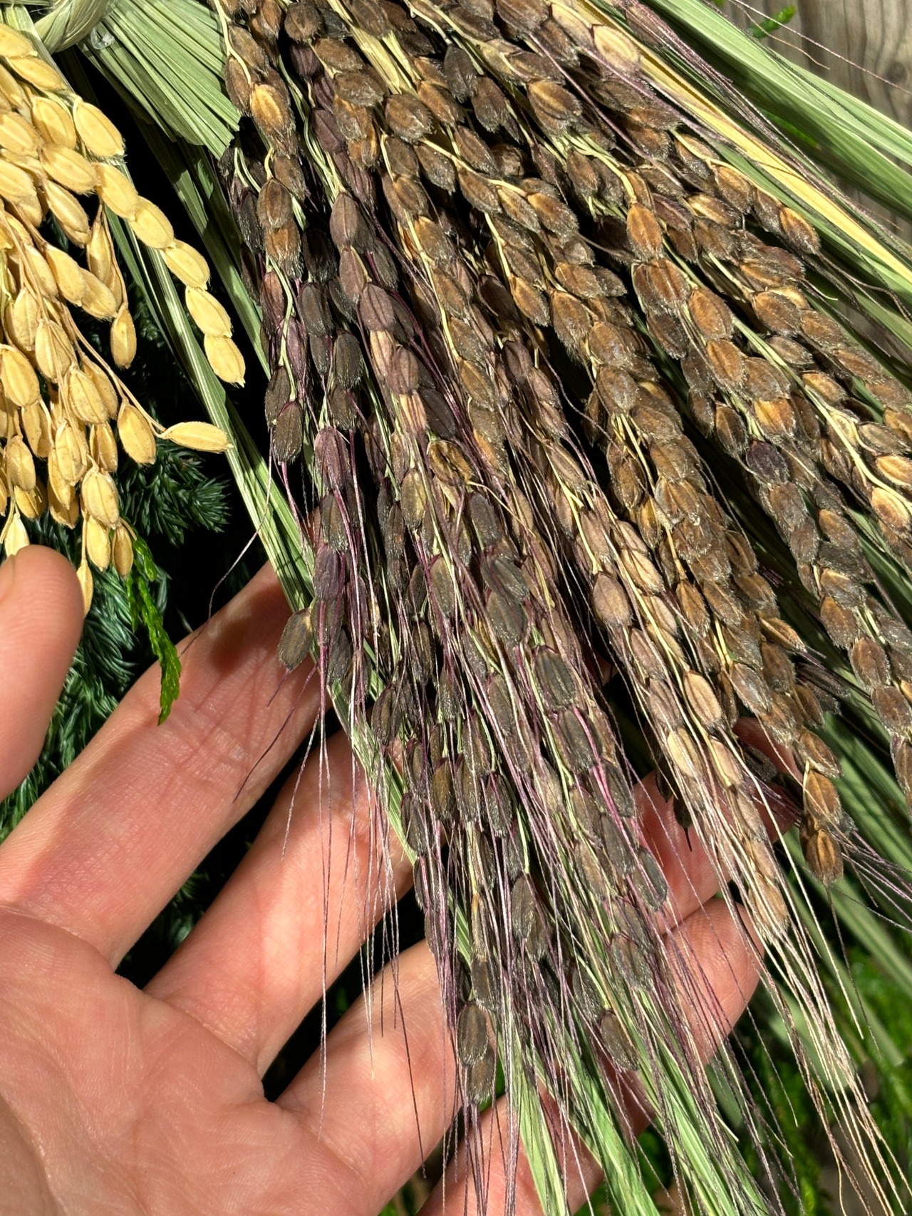 【来店専用商品】縁起しゃいこう新潟県産コシヒカリ装備の藁亀様〆飾り2026