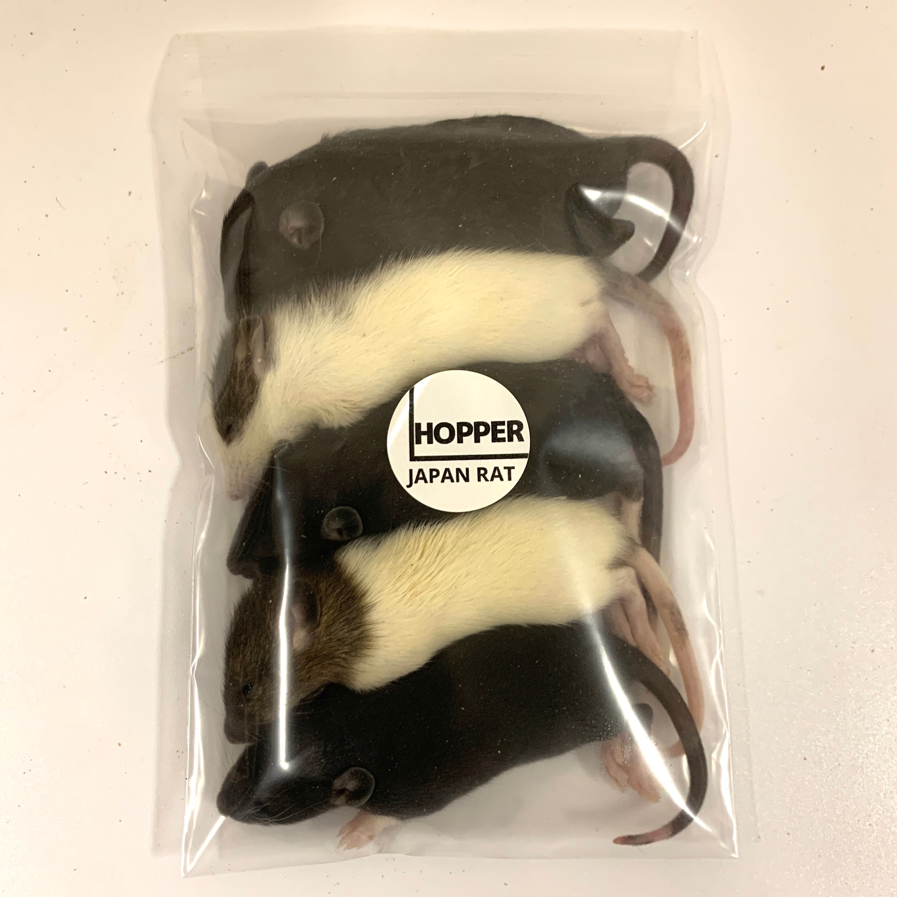 冷凍ラット 30匹セット 100g〜150g 【公式通販】