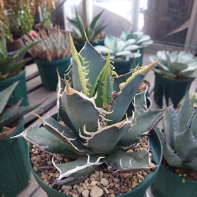 アガベ チタノタ オアハカ Agave titanota Oaxaca 12