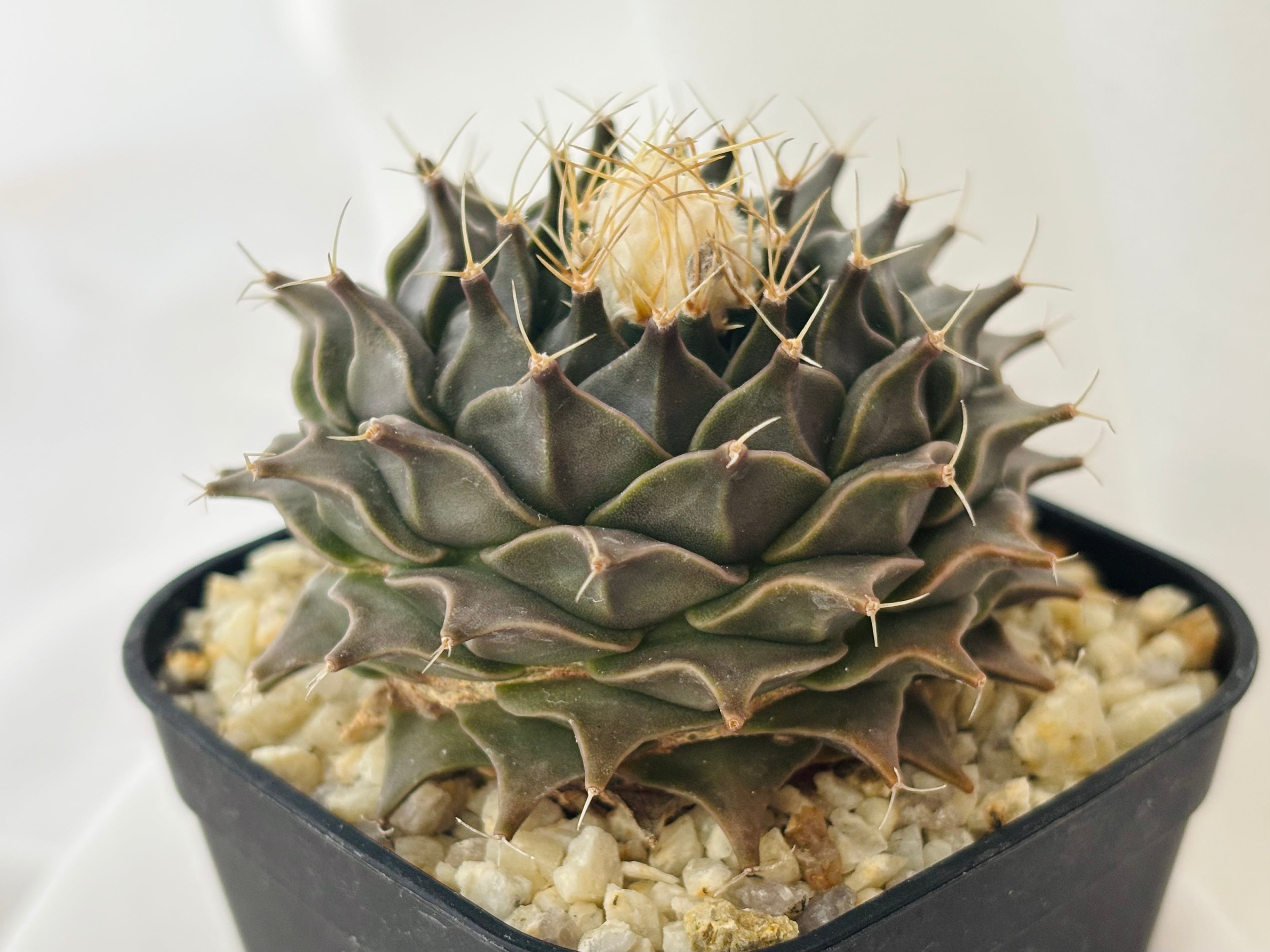 Obregonia denegrii オブレゴニア 帝冠錦 サボテン | plants MARU