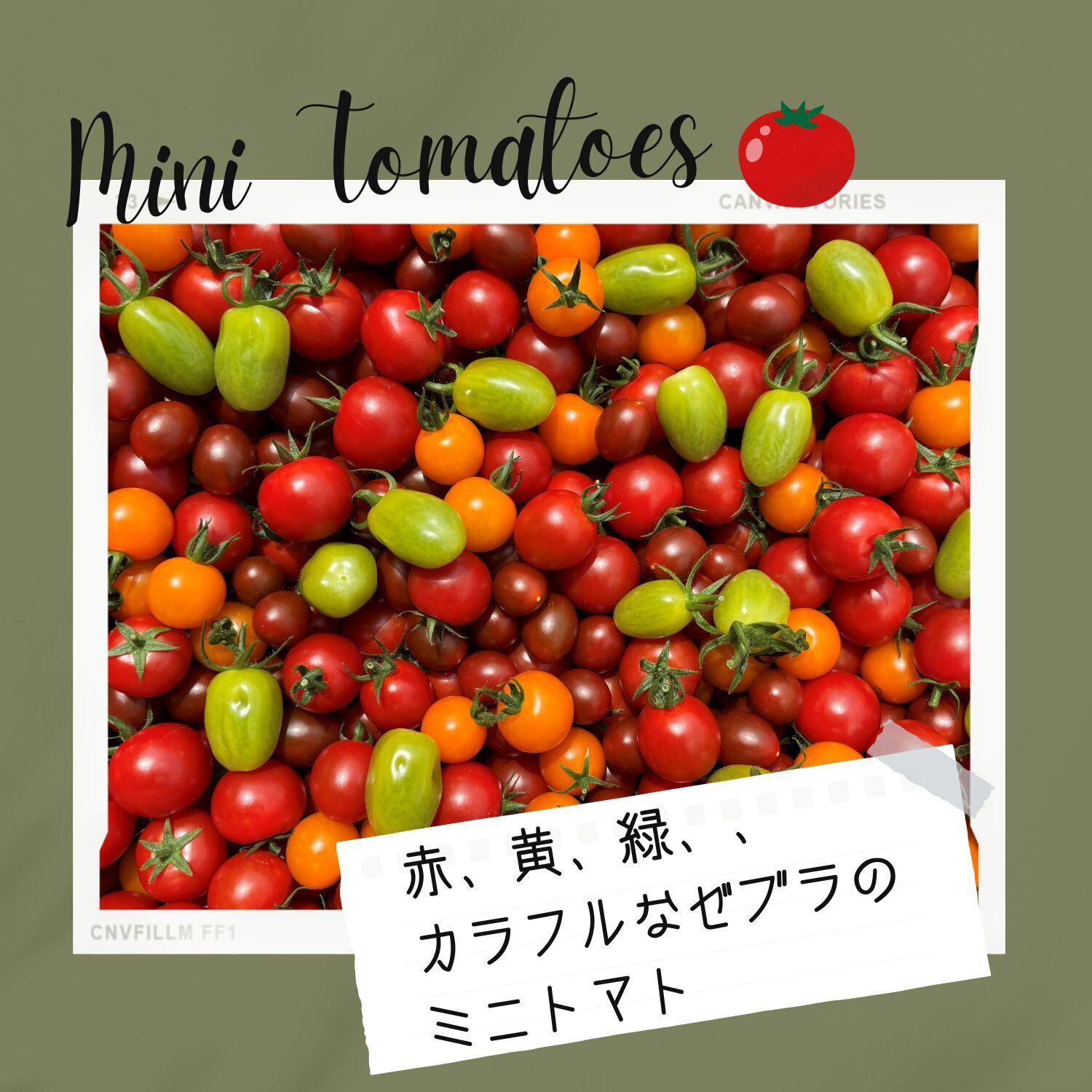 宝石箱ミックス(カラーミニトマト)4kg | ゼブラグリーンズ 宝石箱ミックス(カラーミニトマト)4kg | ゼブラグリーンズ