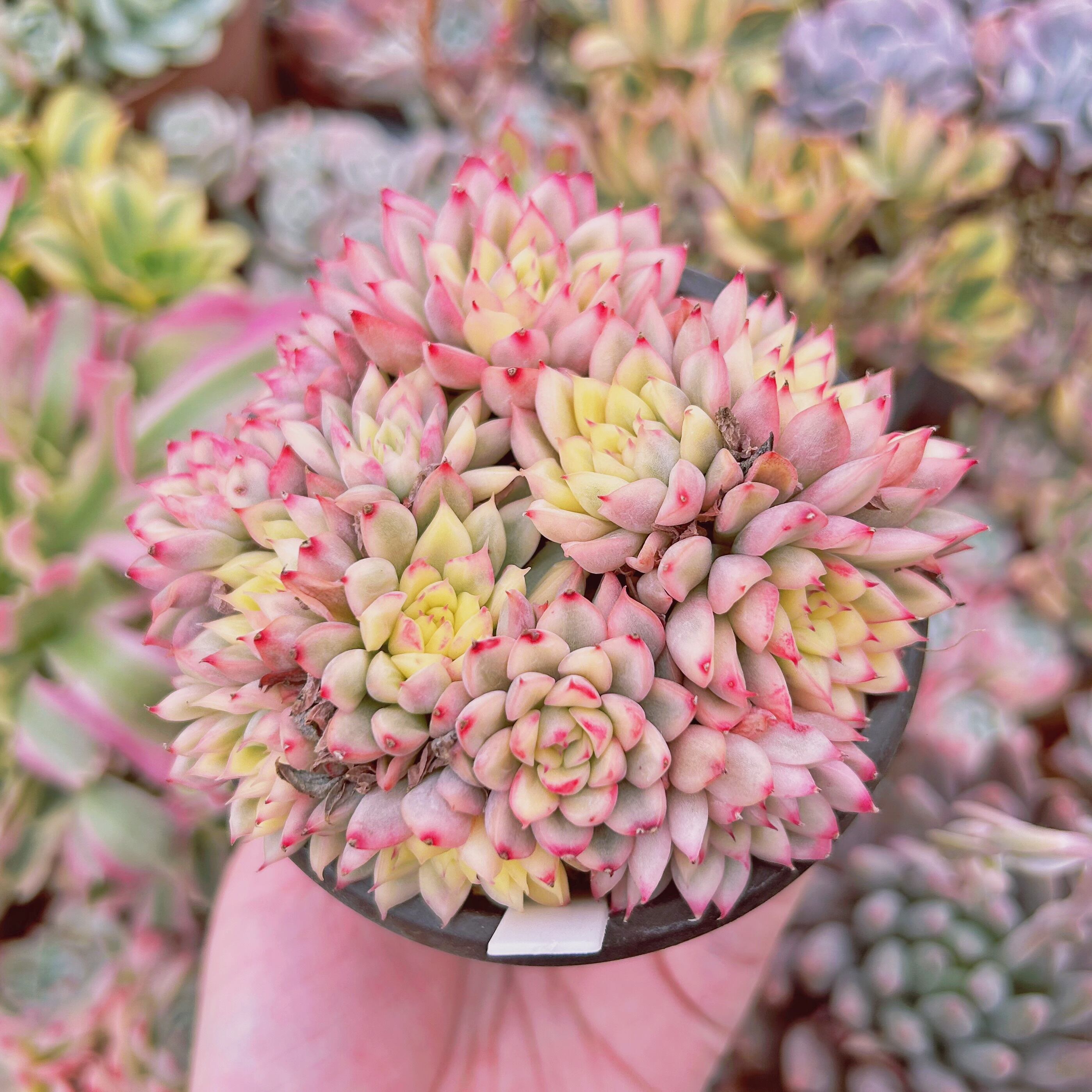 #076現物　多肉植物　Echeveria  女雛錦　抜き苗