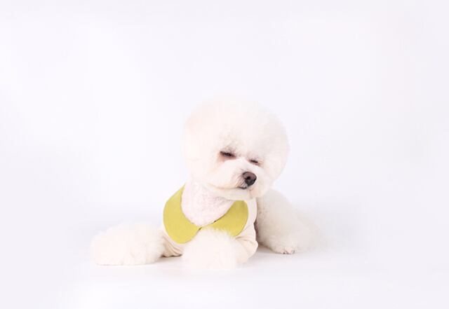 【SALE】creamy kara t-shirt S ~ XL / 犬服 春夏 新作 可愛い 犬の服 トップス 長袖 ドッグウェア ストレッチ 小型犬 中型犬 ペット top106