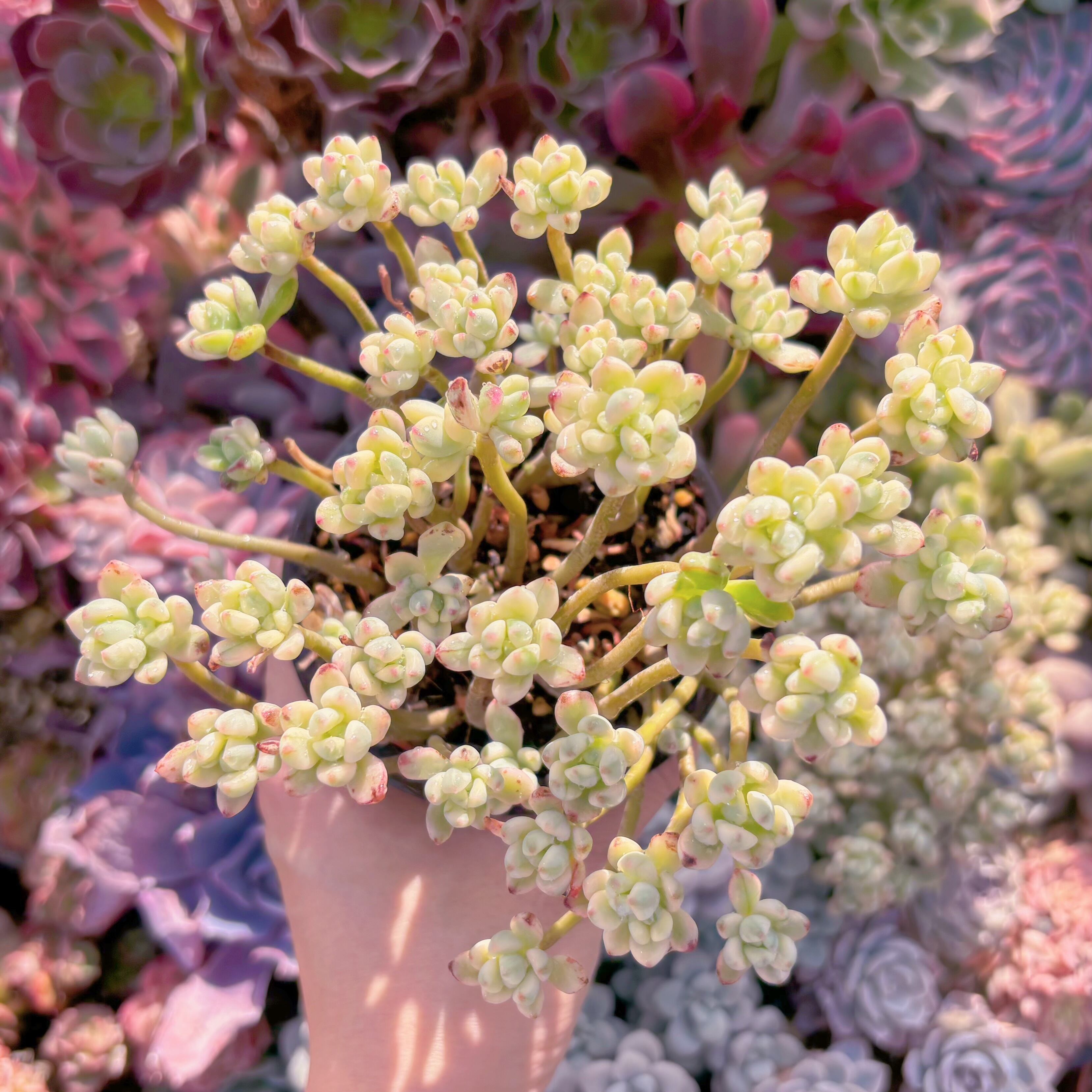 現品　マイキーシュガー錦#047　群生　新入荷