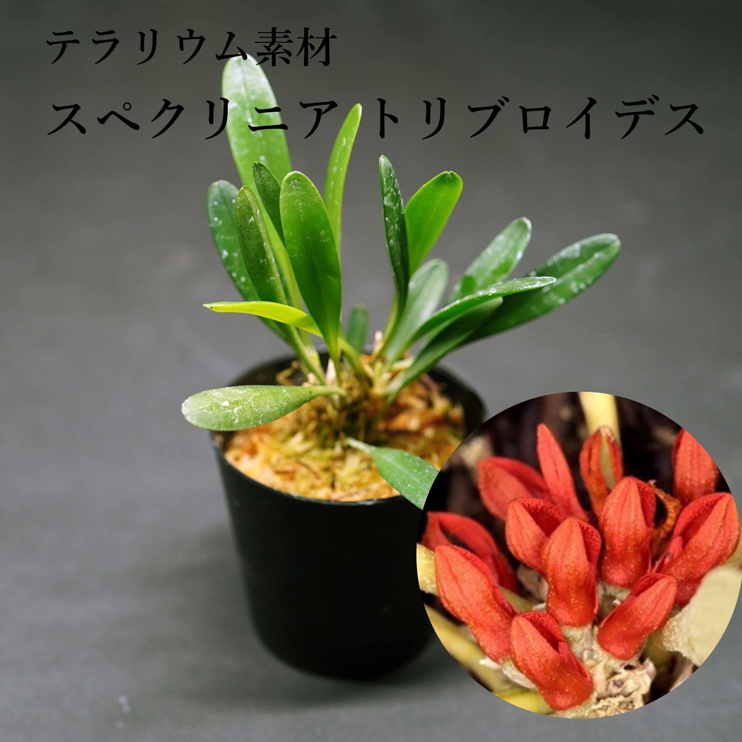 スペクリニア トリブロイデス Specklinia tribuloides【着生ラン】テラリウム・着生向き