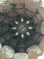 怪獣（深型タイプ）sizeL