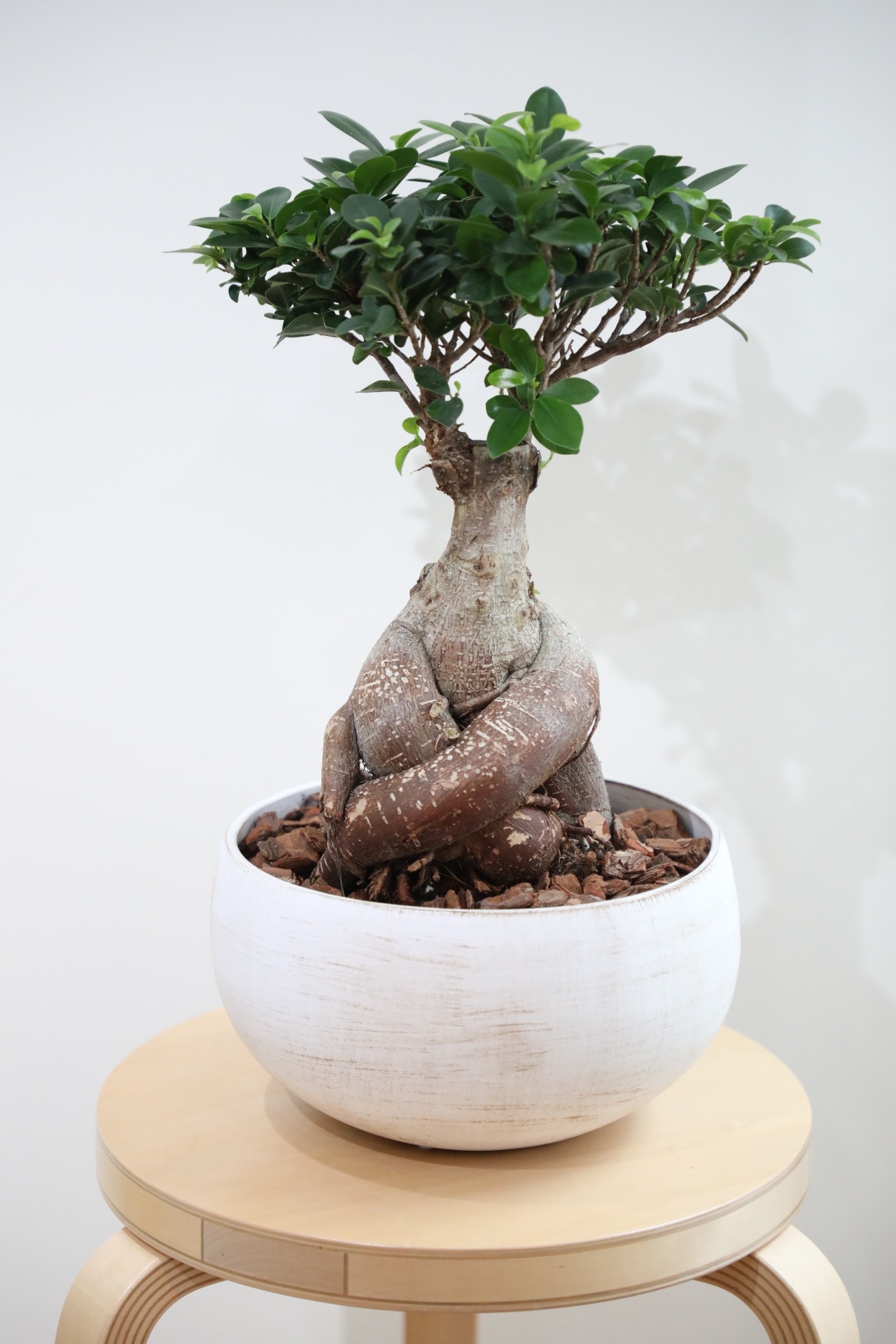 【M】ガジュマル/Ficus microcarpa