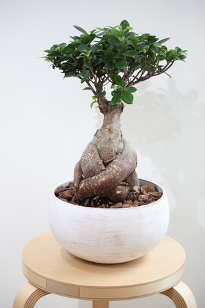 【M】ガジュマル/Ficus microcarpa