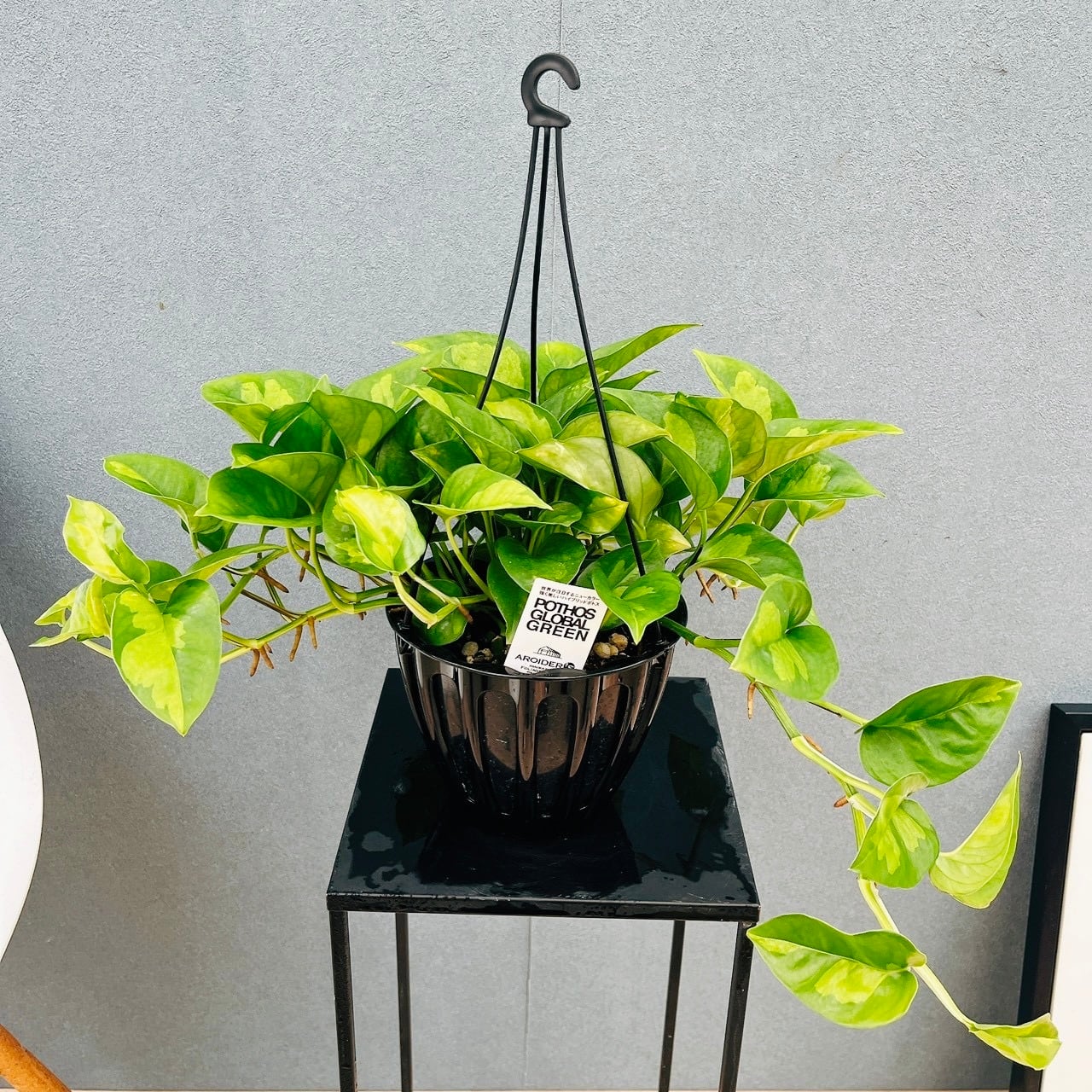 現品］【新品種】3番 ポトス グローバルグリーン 5号 観葉植物 斑入り