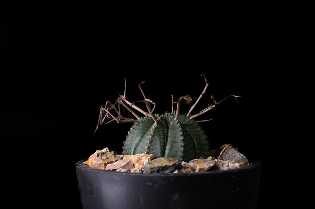 Habitat Style Euphorbia valida