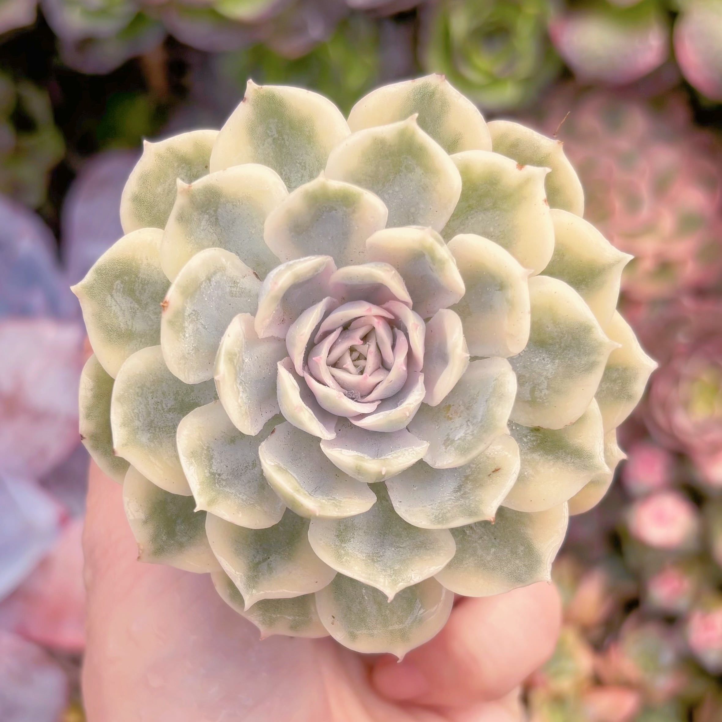 現品　オンスロー錦#686　群生　るる農園