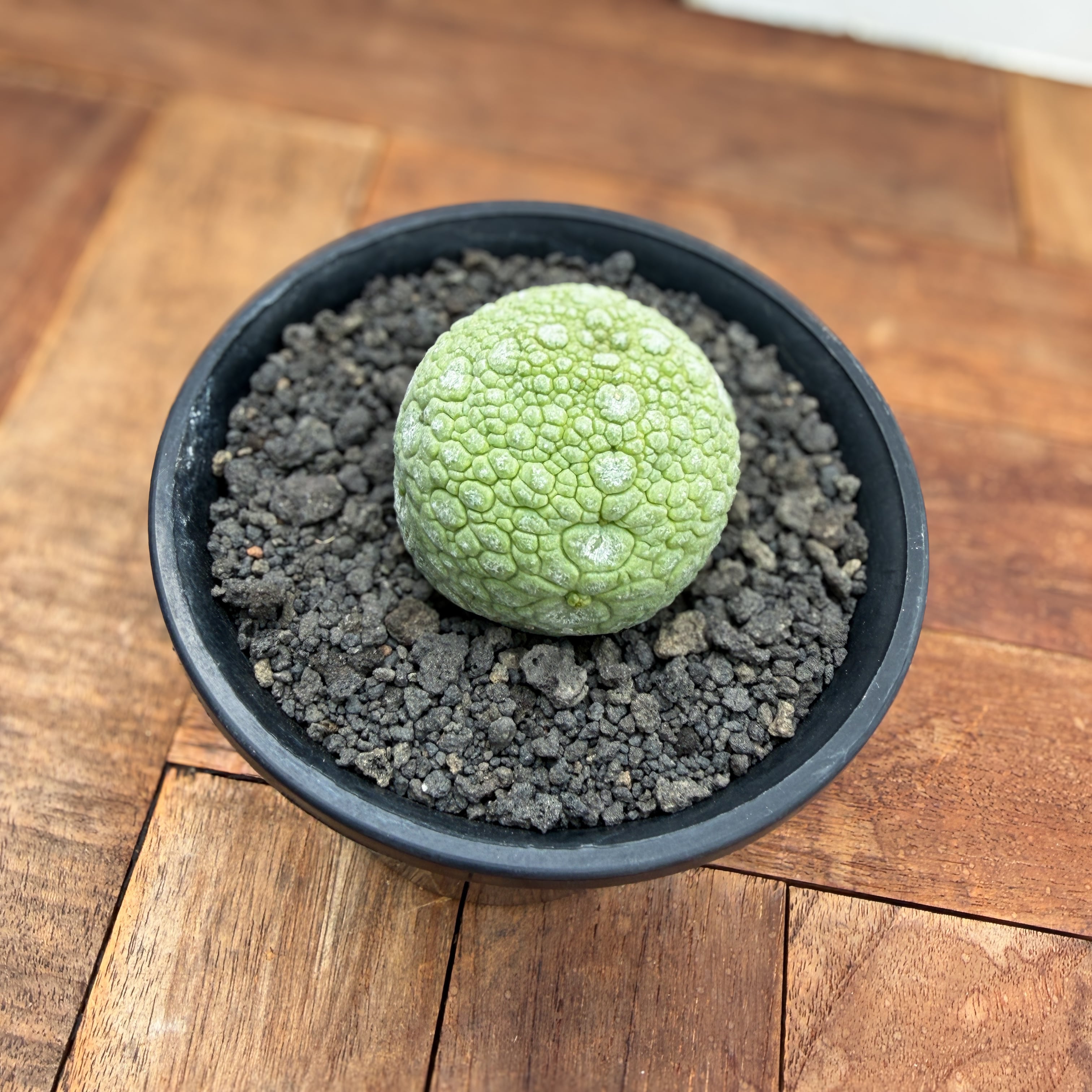 Pseudolithos migiurtinus 【プセウドリトス・ミギウルティヌス・実生