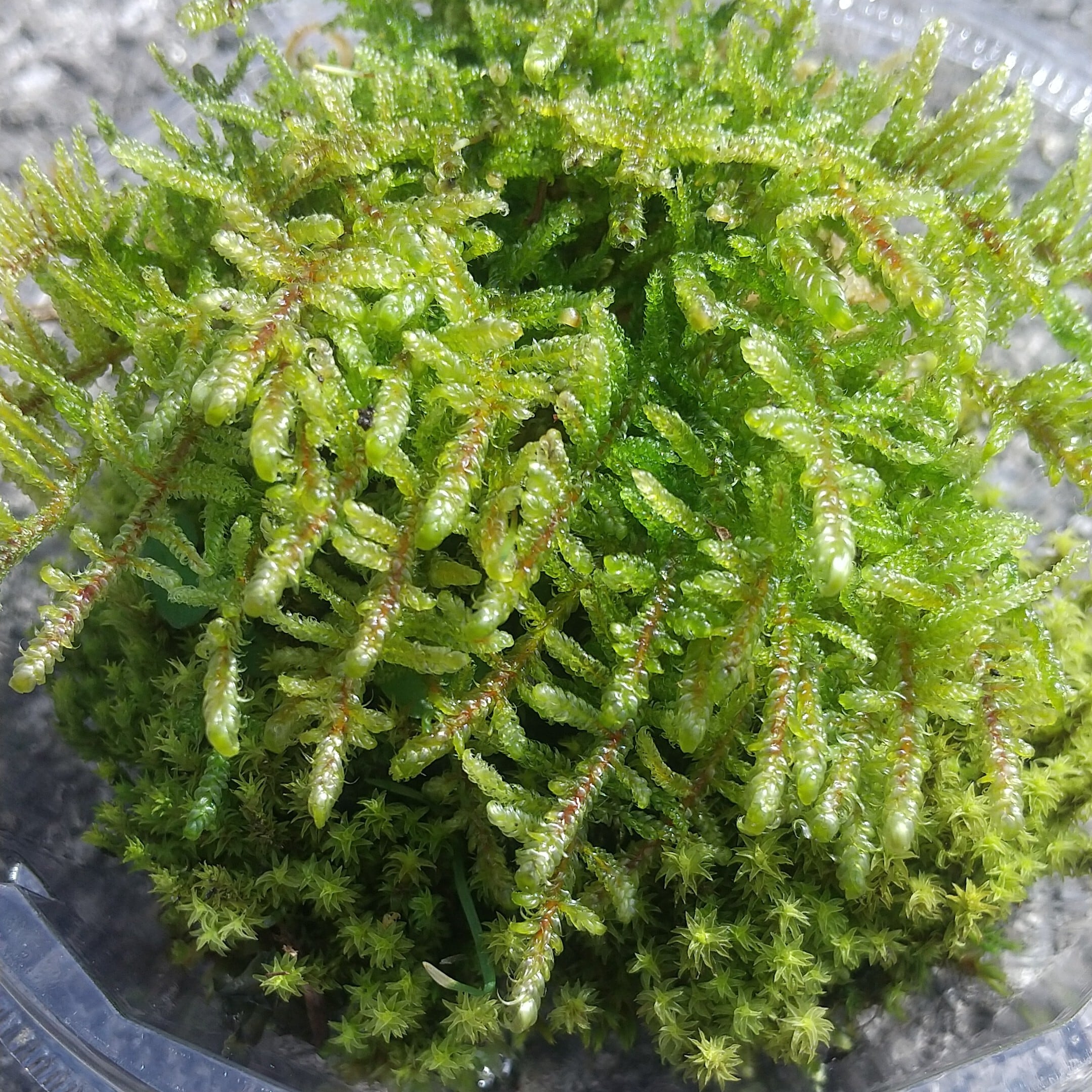 和歌山県産沢蟹 (山のコケセット) | 山菜樹園
