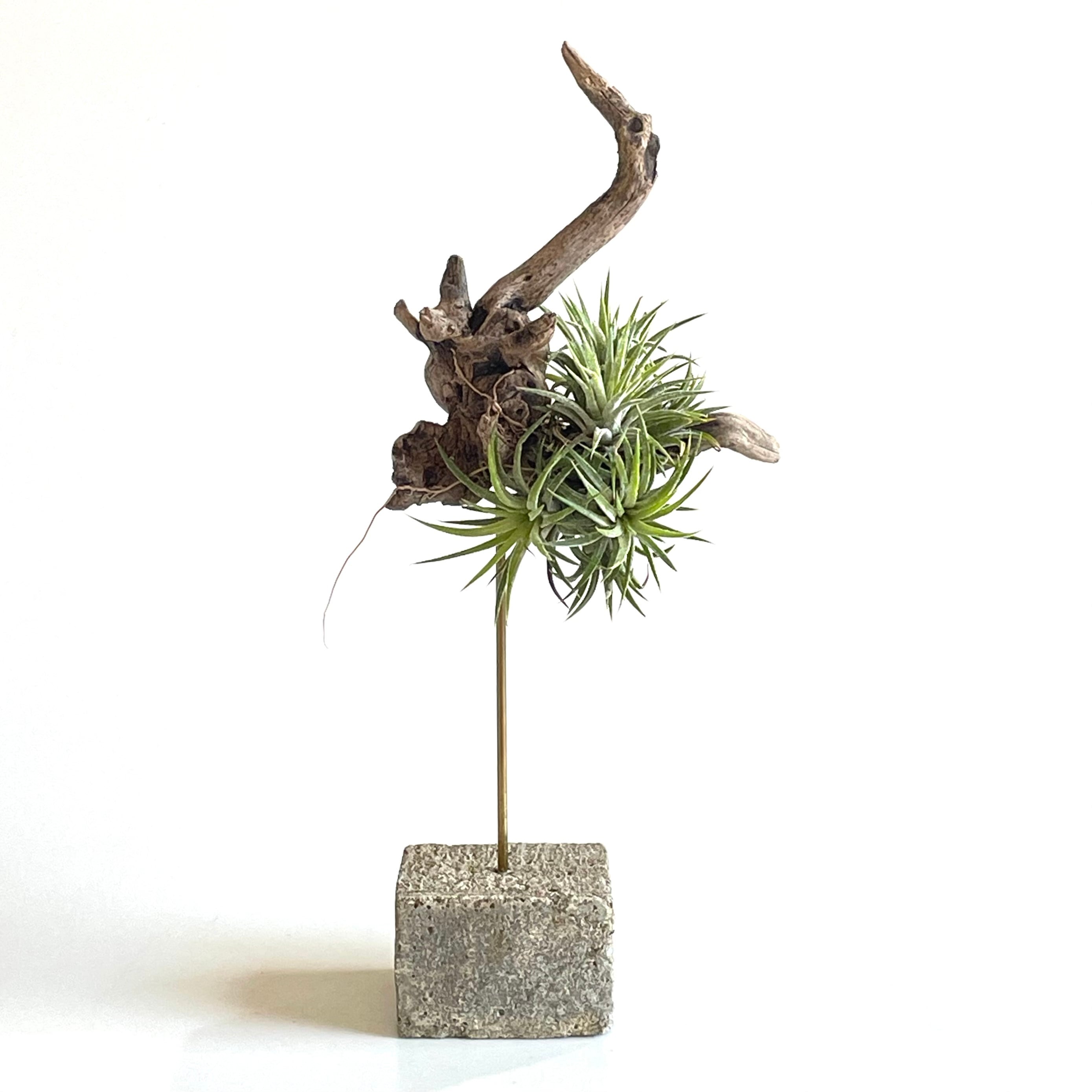 イルカ 骨 オブジェ | 地球屋