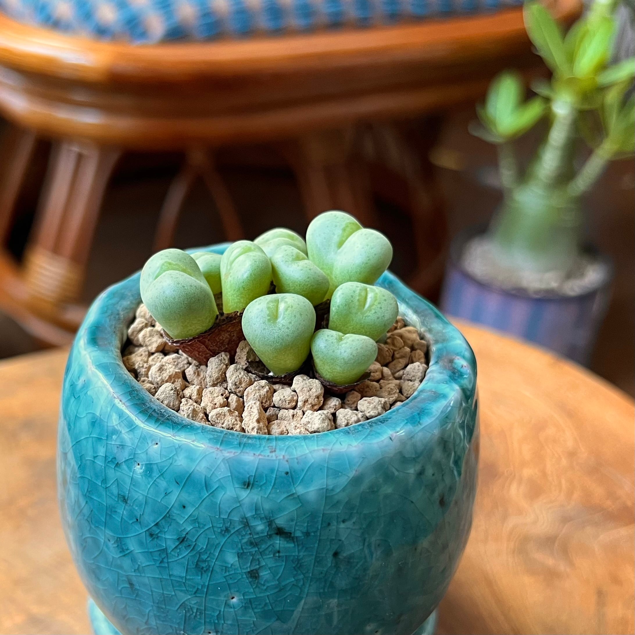 植木戸