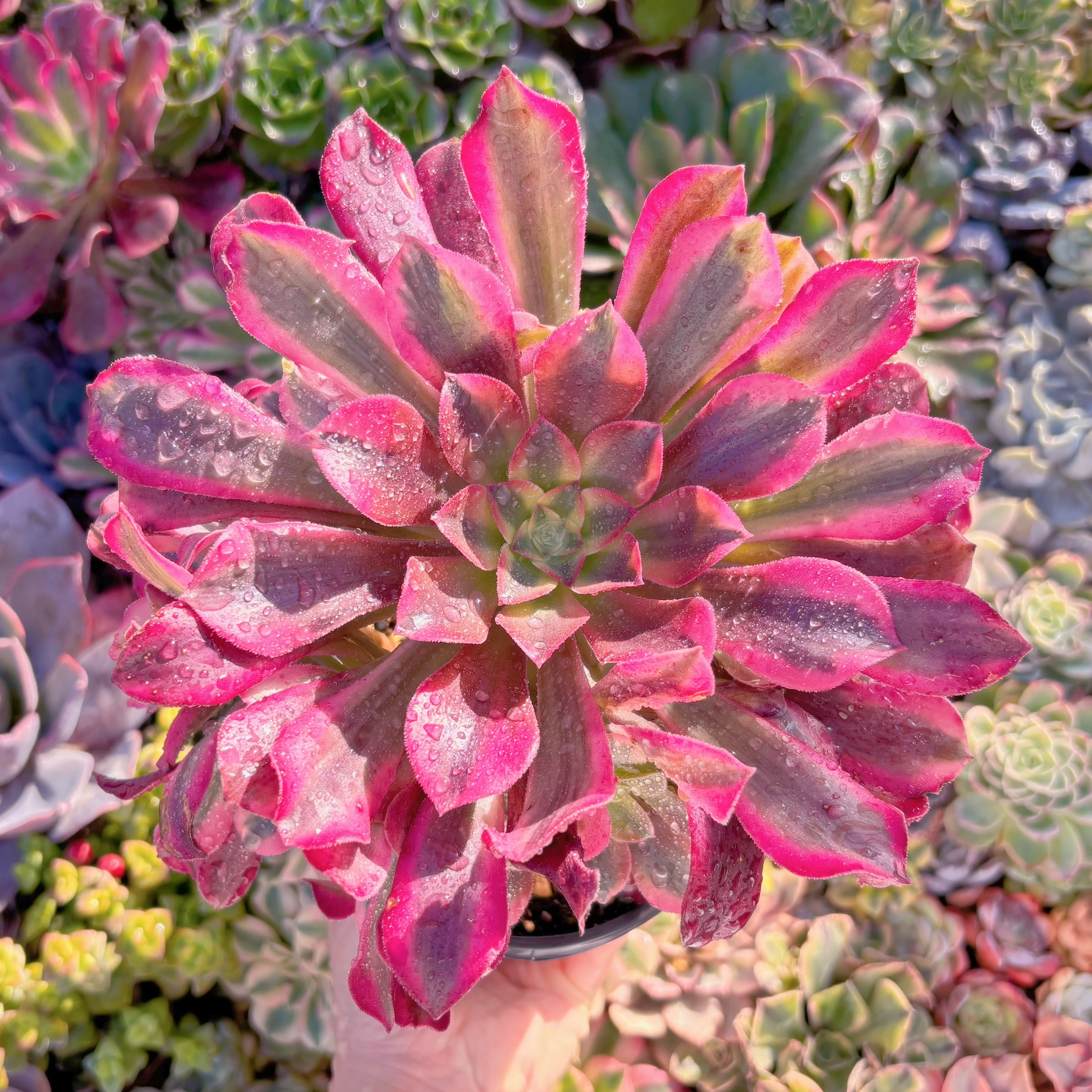 現品　メデューサ#M038　大群生　るる農園