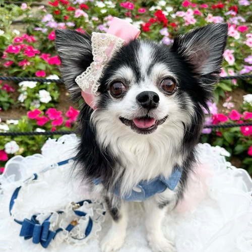 【即納品】クリスタルハートリボンシリーズ4種