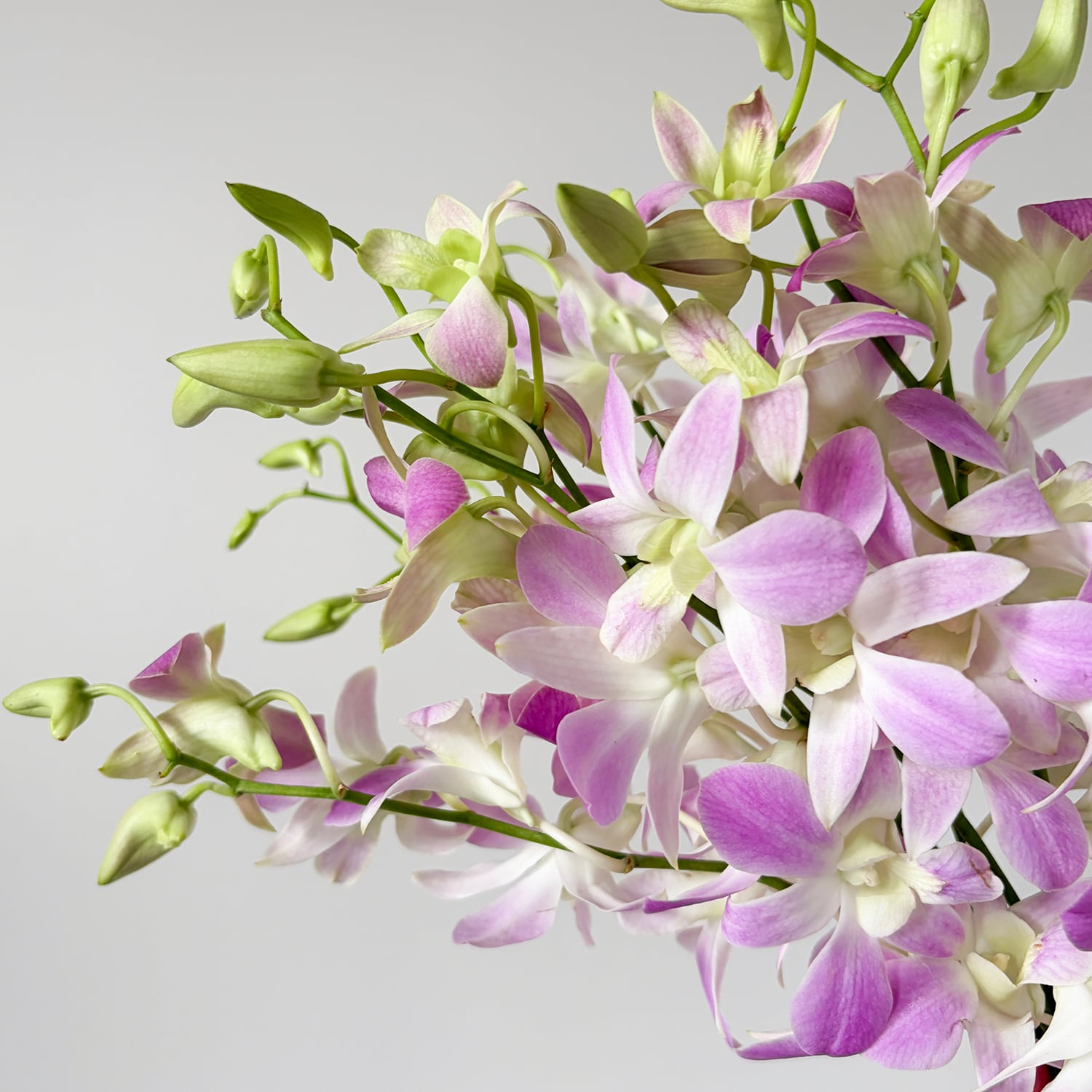 季節のお花 | 2020スマイルフラワープロジェクト