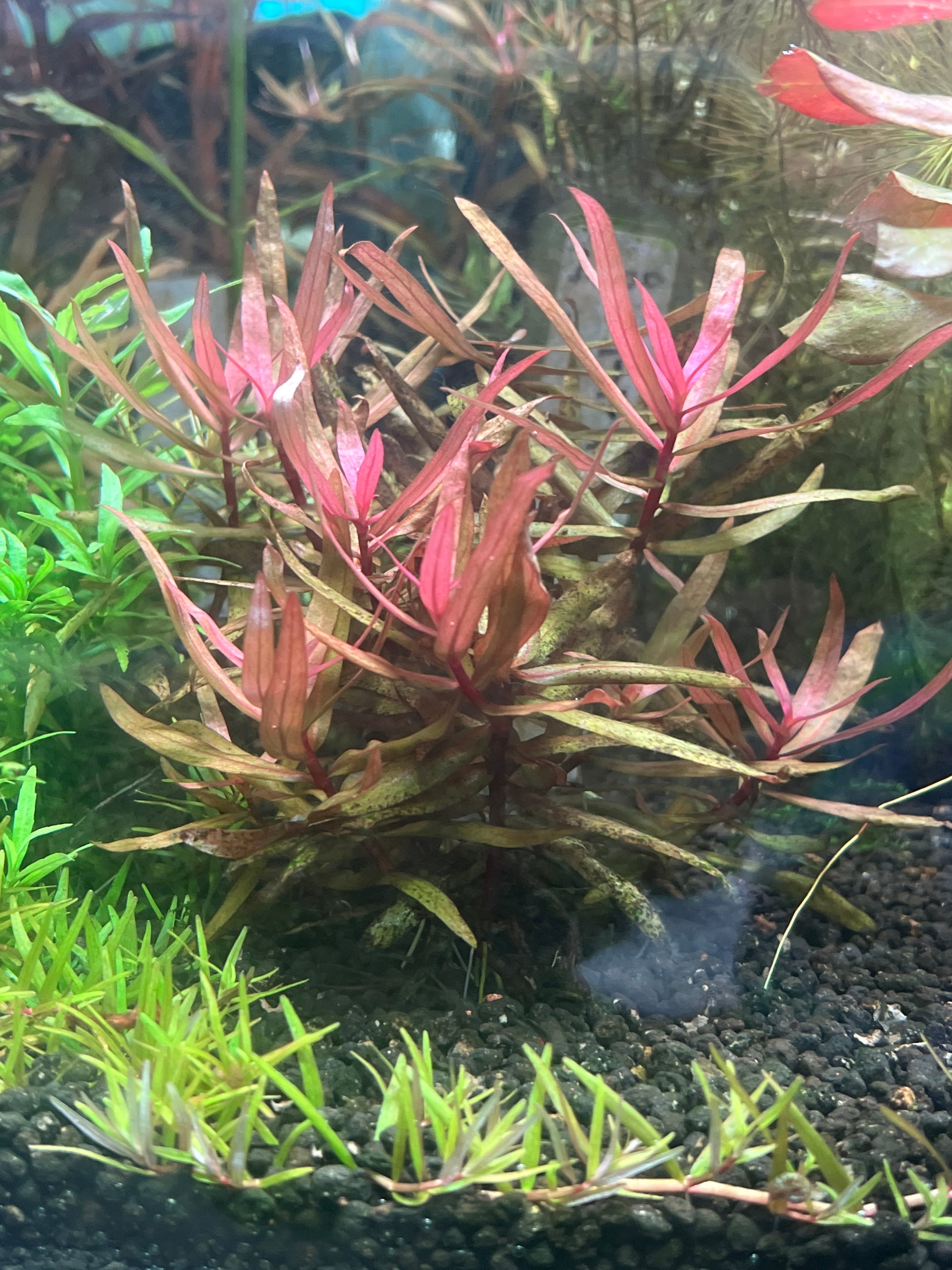 ロタラ・トゥルナデンシス 水中葉1本 | aquarium shop earth