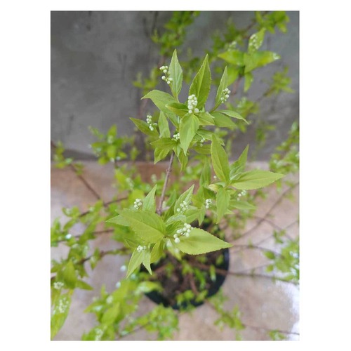 Deutzia gracilis 'Lime Chandeliers'