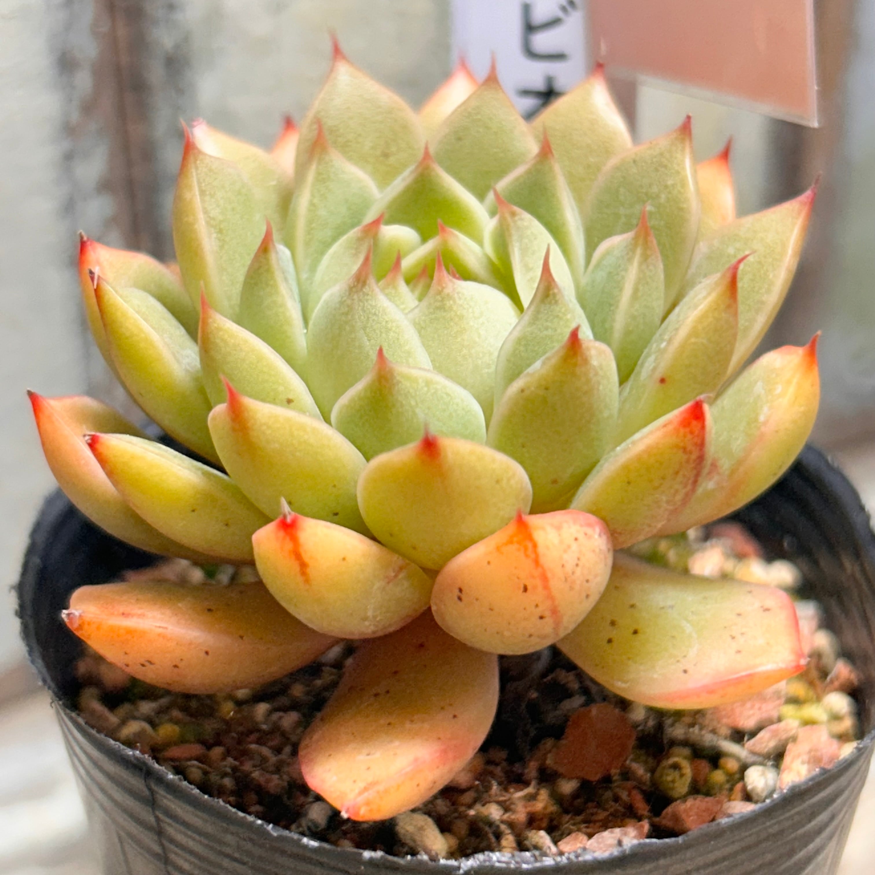 ギャラクシースター(センペルビウム) | RuPo 多肉植物専門店