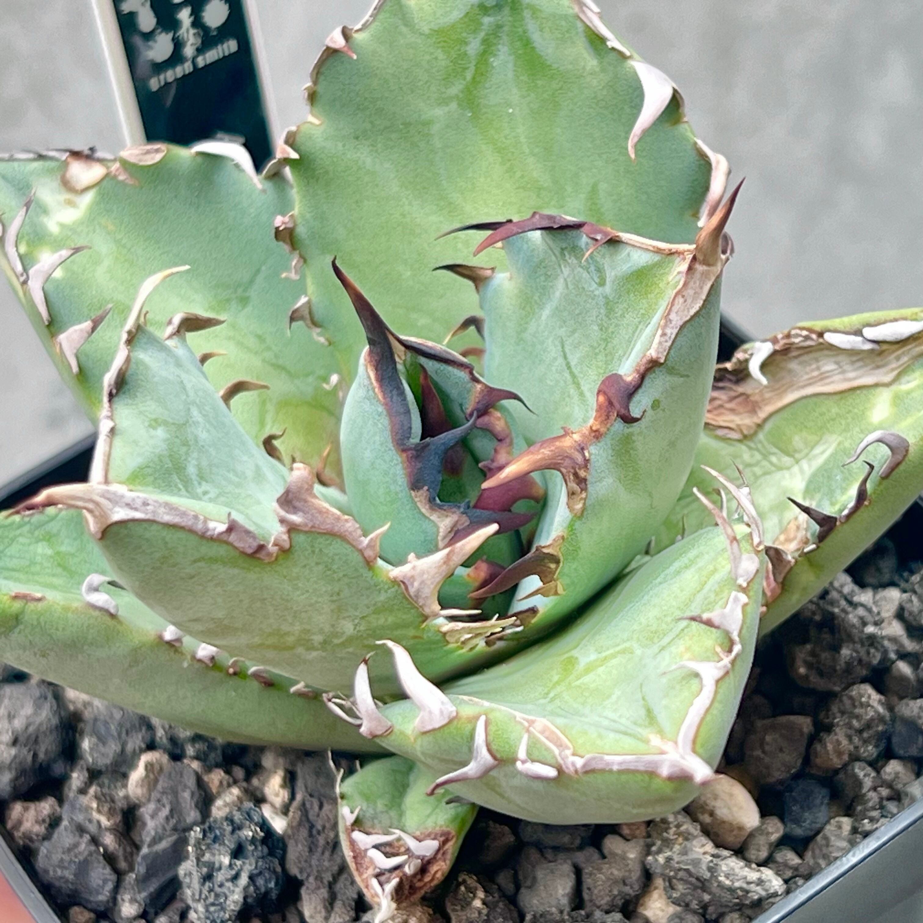 特選！アガベ　チタノタ　オテロイ　ハデス　恐竜牙歯　超絶コンパクト　ボール　20 特選！アガベ チタノタ オテロイ ハデス 恐竜牙歯 超絶