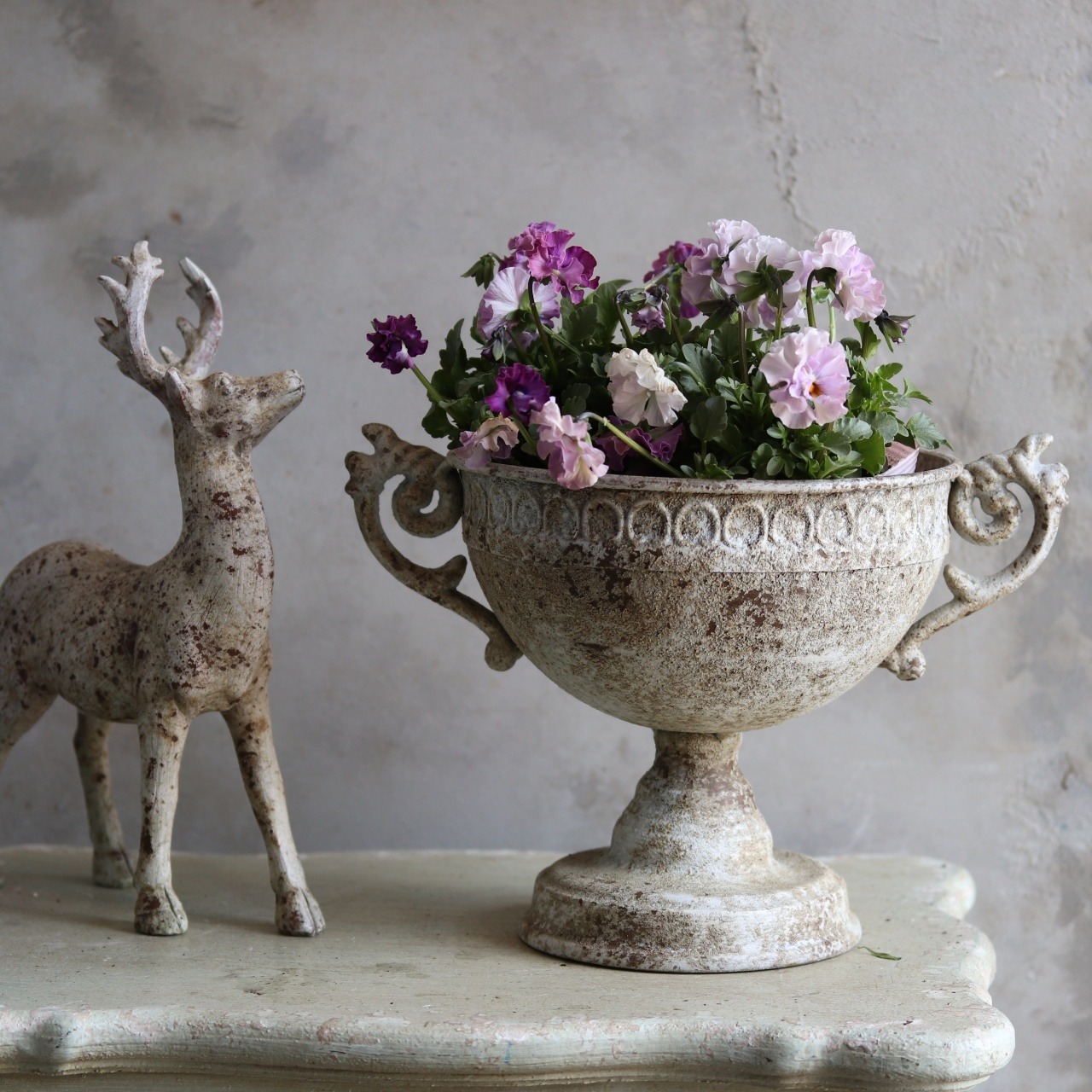 ビオラ　ティアード（ピンク系）冬から春にオススメのお花　よく咲く　シャビーシックにおすすめ