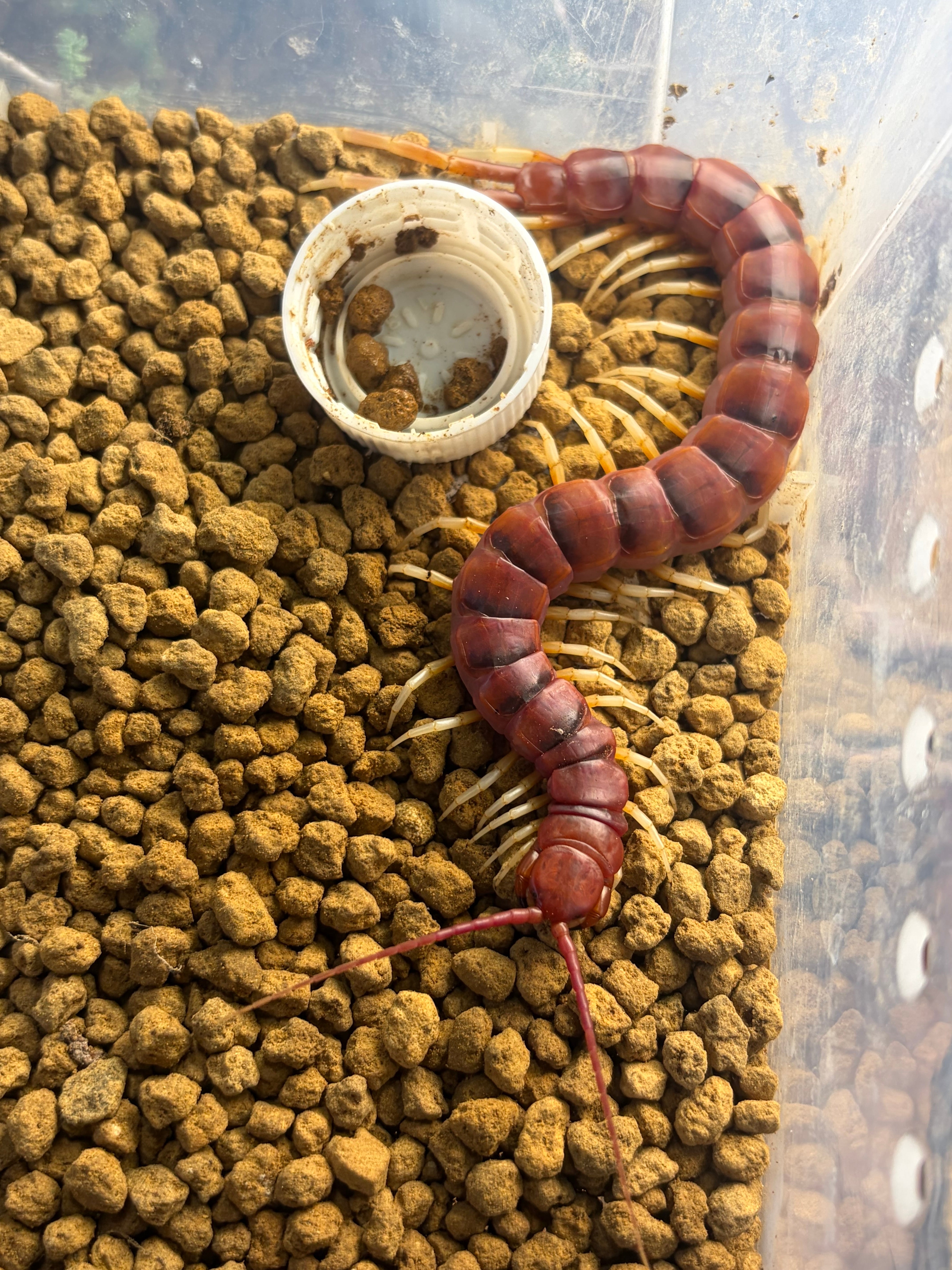 極美個体】ロブスターオオムカデセンチピード 全長20cm程Scolopendra