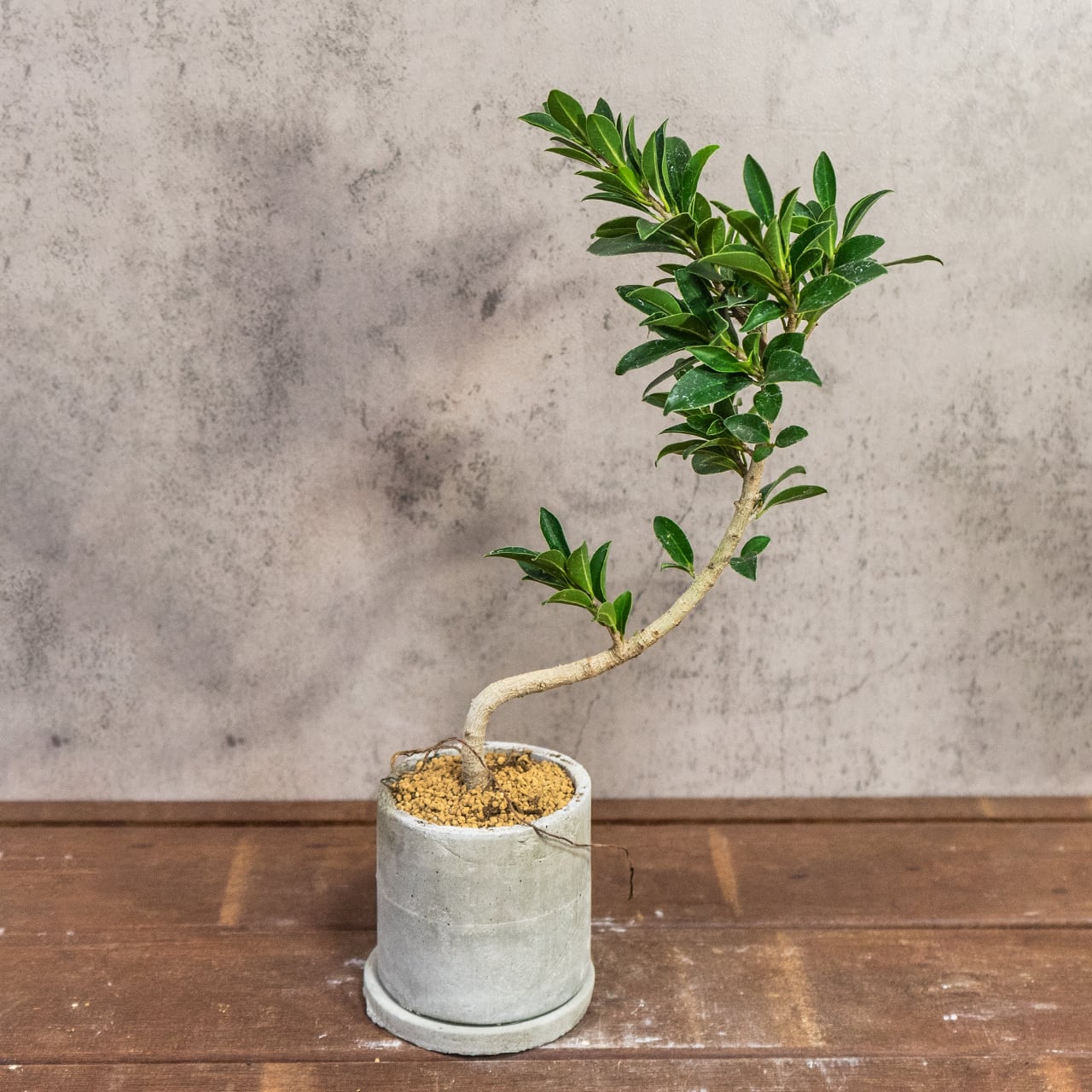 フィカス・コンパクタ｜細葉が引き立つ美曲がりフォルムのインテリアグリーン【虫発生抑制／手作りモルタル鉢】