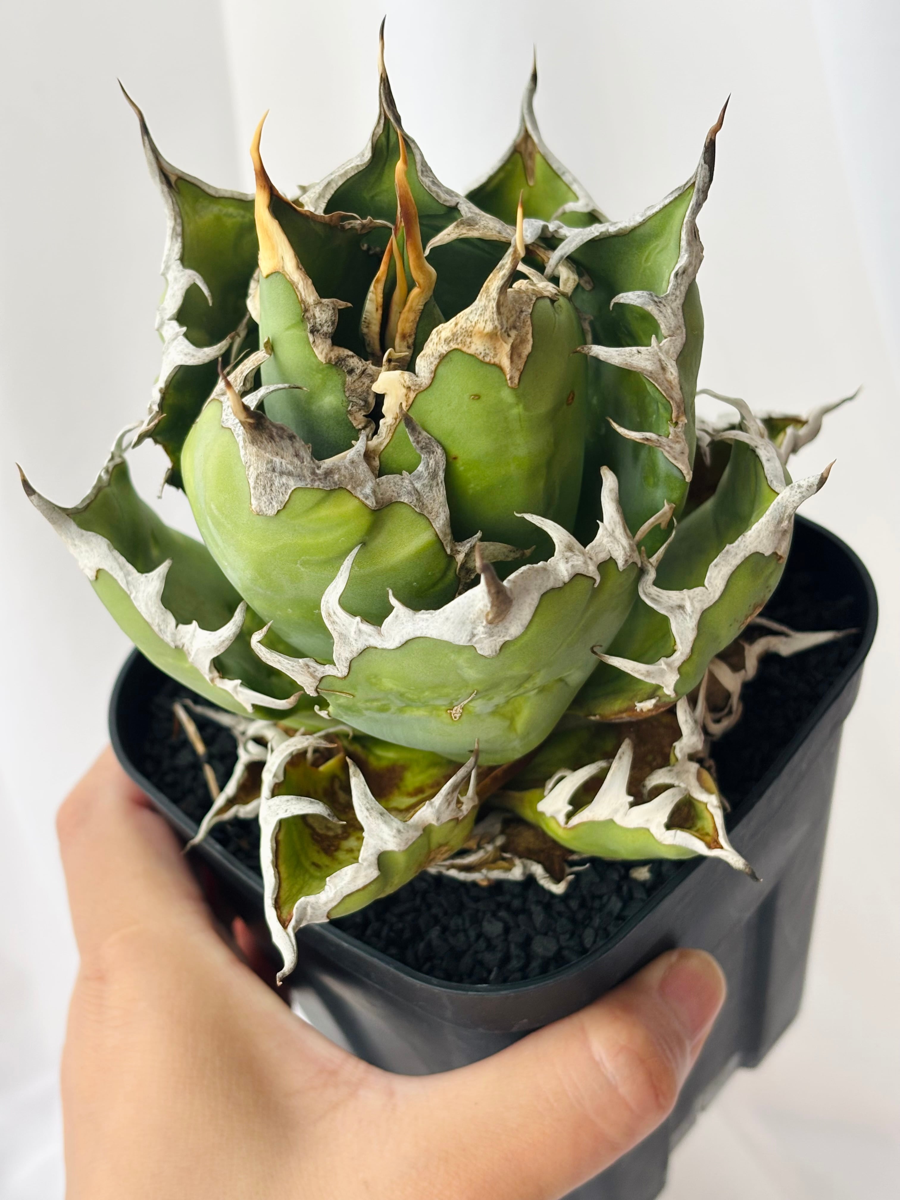 Agave titanota アガベ チタノタ FO76 多肉植物 | plants MARU