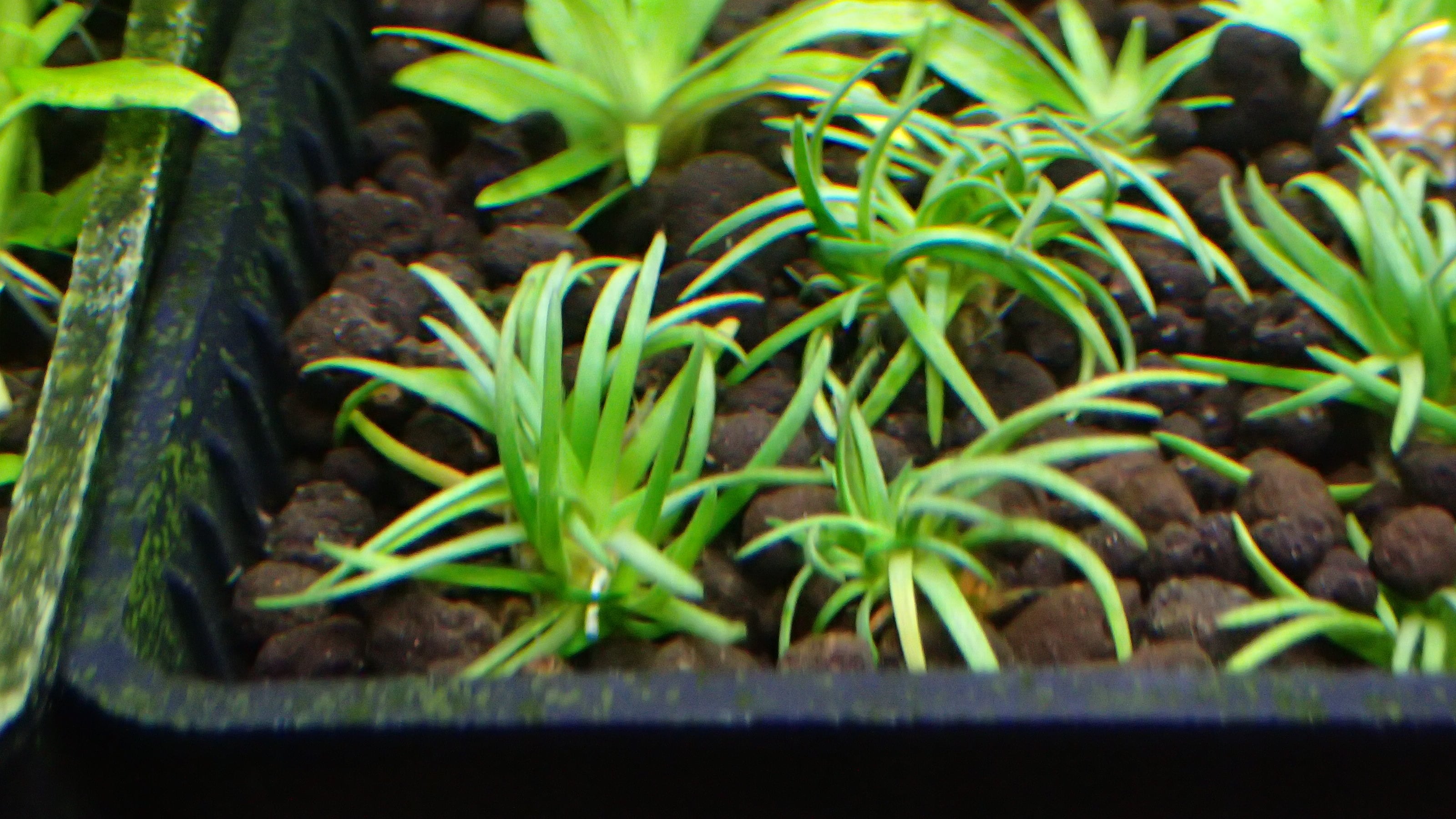 熱帯植物 水草